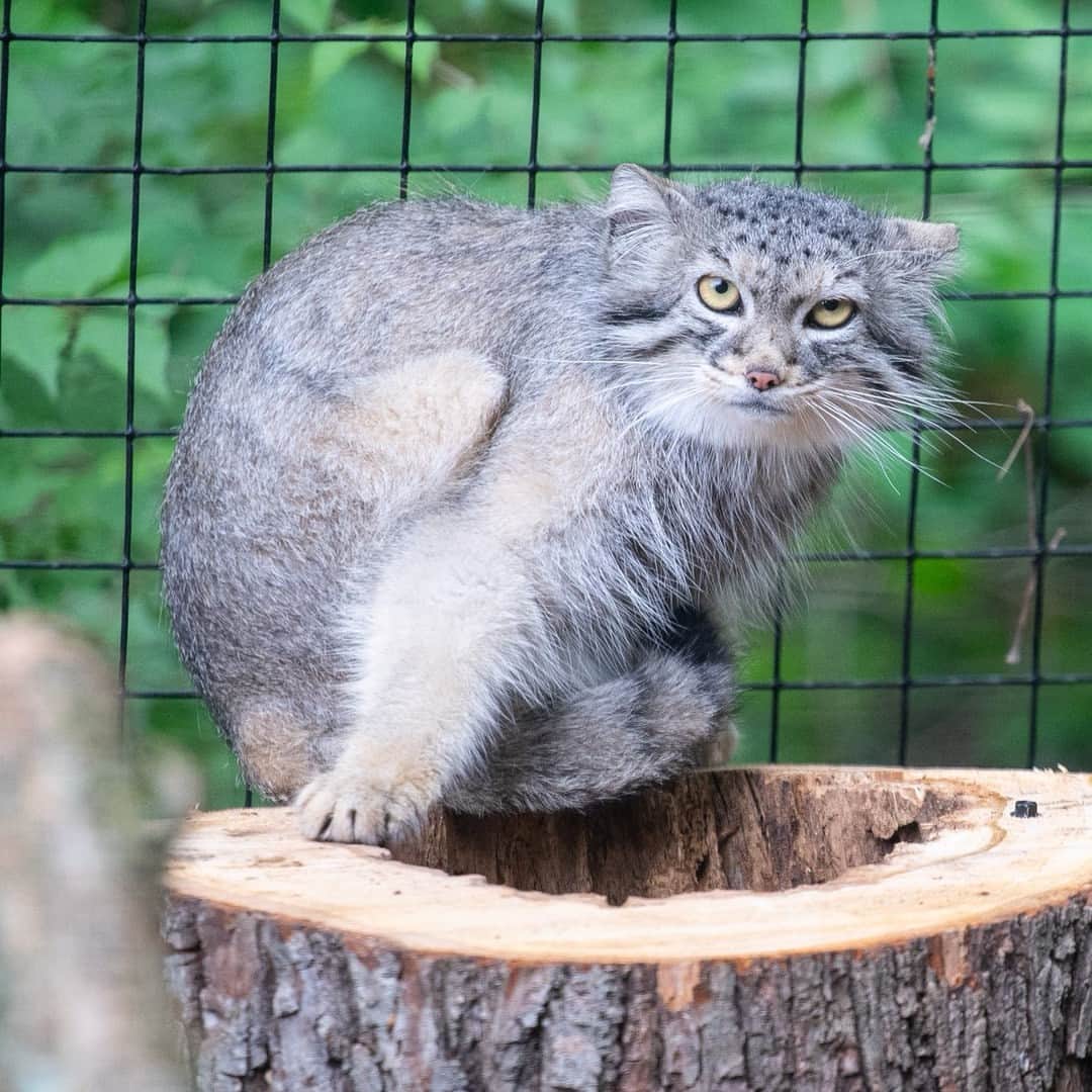 スミソニアン国立動物園のインスタグラム：「😾😾 Resting grump face.  . . .  Pallas's cat sisters Akar and Ceba live at the Claws & Paws Pathway! Their species is among the top 10 smallest felines in the world. Pallas's cats' small stature and grayish-tan coats help them blend into the rocky terrain. . . .  📸 Photo 1: Akar is the bolder of the two and is more likely to explore out in the open. 📸 Photo 2: Ceba, on the other hand, is a hider among hiders!」