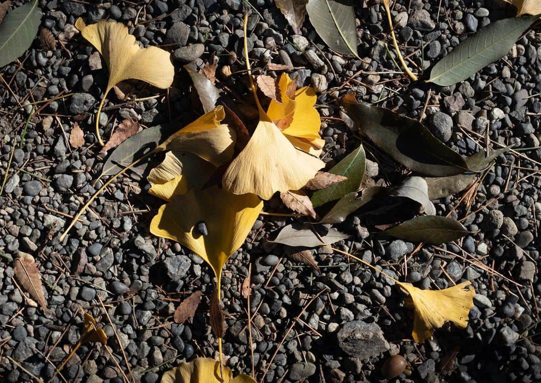 佐藤寛太さんのインスタグラム写真 - (佐藤寛太Instagram)12月3日 10時16分 - kanta_sato_
