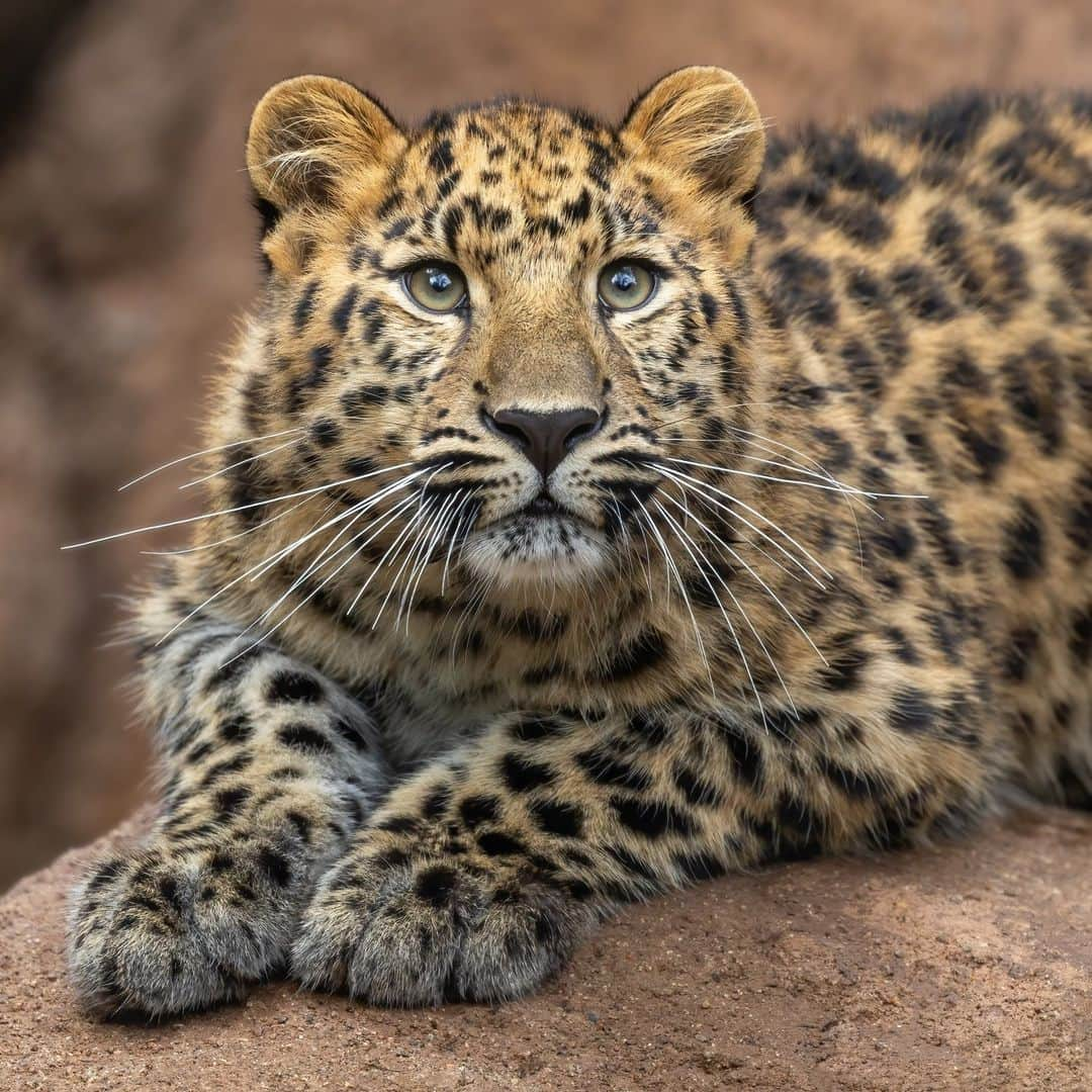 San Diego Zooのインスタグラム：「They grow up so fast 🥹  10-month-old Amur leopard cubs Zorinka and Ulybka have grown into their spots and paws.   📸: Penny Hyde   #Caturday #AmurLeopard #Cubs #SanDiegoZoo」