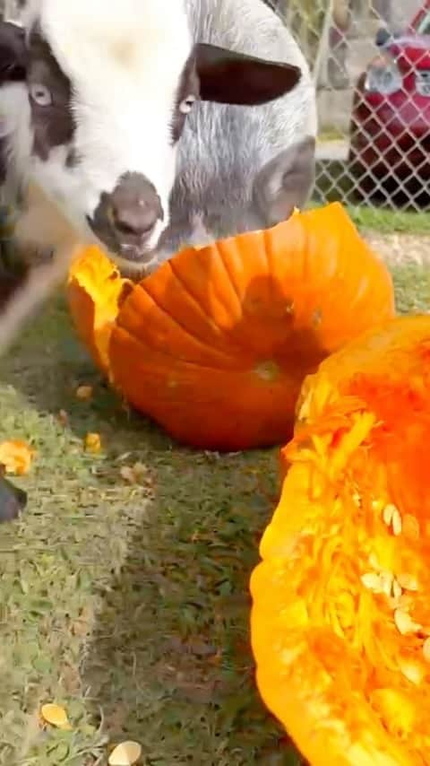 Zoological Wildlife Foundationのインスタグラム：「It’s a pumpkin party for our farm animals 🐓 🐐 🐖 today thanks to our friends @tinezfarms for the kind donations.   Join us this weekend by booking your tour 📞 (305) 969-3696 or visit ZWFMiami.Com.  #thingstodoinmiami #farmanimals #pigs #goats」