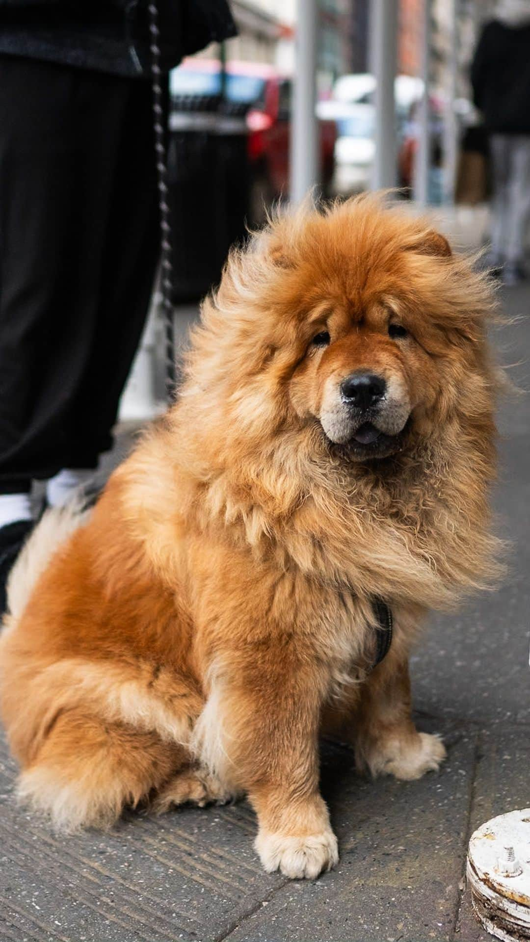 The Dogistのインスタグラム：「Kuma, Chow Chow (4 y/o), Spring St. & Broadway, New York, NY • “He’s very chill.”  What do you think Kuma’s backstory is?」