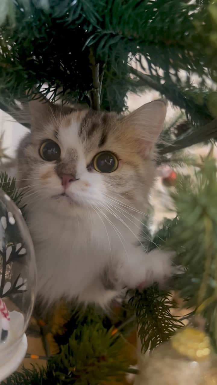 マンチカンのココ王子のインスタグラム：「クリスマスツリーが好きなあんず😂❣️ ここに乗っちゃうのは、あんずだけです笑  今年のツリーは初めて娘とパパだけで出して飾り付けを🎄✨ ノー監修で娘の好きなようにオーナメントつけていました😊  #ミヌエット#ミヌエット長毛#ココ王子ファミリー#catlover#minuetcat#クリスマスツリーと猫#美猫」