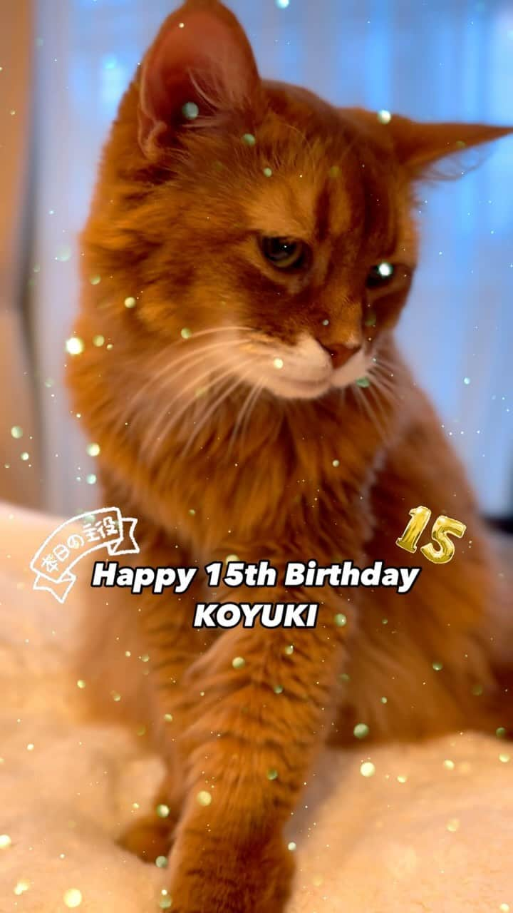 Nahoのインスタグラム：「🎂Happy 15th Birthday KOYUKI🎉  12/3 こゆたんは15歳のお誕生日を迎える事が出来ました。 体調崩してご飯食べてくれなくて覚悟した事もあったけど、お兄ちゃんの年齢を越えてくれて本当に嬉しい。  お薬頑張ってまだまだ元気でいてね。 いつも見守ってくださってる方々本当にありがとうございます。  19時からお誕生日配信するのでみんな @nekochan_app に遊びに来てね。  #KOYUKI#ソマリ#somalicat#15thbirthday #happybirthday #甲状腺機能亢進症 #甲状腺機能亢進症猫 #高血圧 #catoftheday #instacat_meows  #ねこ部 #냥스타그램 #캣스타그램 #cat #猫 #ネコ #ねこ #고양이  #catlover #instacat #cutecat #catstagram #lovecat #CAT」