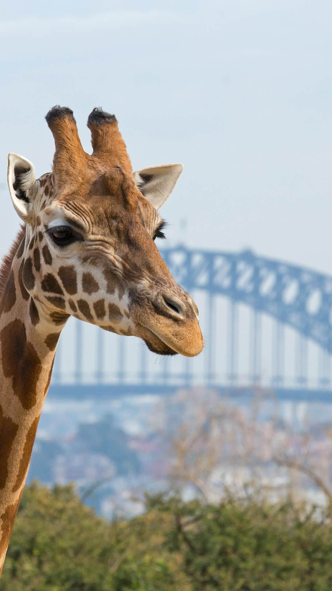 タロンガ動物園のインスタグラム：「Every day is a great day as a Zoo Friend at Taronga 🦒  Explore the zoo 365 days of the year and get to know the zoo’s beautiful animals, plus you get loads of exclusive perks - including front row seats and Seals for the Wild and Free Flight Birds 🦅   Head to our link in bio to join today and start the first of many adventures 🫶」