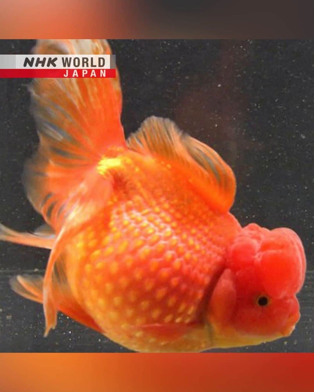 NHK「WORLD-JAPAN」のインスタグラム：「Watching goldfish swim is said to offer a cooling effect during Japan’s hot and humid summer months.🌬️🫠  The popular fish are also considered to be auspicious and able to ward off misfortune. This is due to their red coloring which is the same as that often used on the gates at Japanese shrines.⛩️ . 👉Japanology celebrates 20 years of showcasing Japanese culture! What were your favorite episodes? Share your comments for a chance to be featured in our Japanology 20th Anniversary Special in March! . 👉Discover more about Japan｜Watch｜Japanology｜Free On Demand｜NHK WORLD-JAPAN website.👀 . 👉Tap in Stories/Highlights to get there.👆 . 👉See the link in our bio for more on the latest from Japan. . 👉If we’re on your Favorites list you won’t miss a post. . . #goldfish #金魚 #japanesegoldfish #goldfishscooping #goldfishlover #wakin #ryukin #ryukingoldfish #hamanishiki #suihogan #ranchu #kingofgoldfish #sakuranishiki #edonishiki #jikin #tosakin #japanesetradition #visitjapan #discoverjapan #japanologyplus #hiddenjapan #nhkworldjapan #japan」