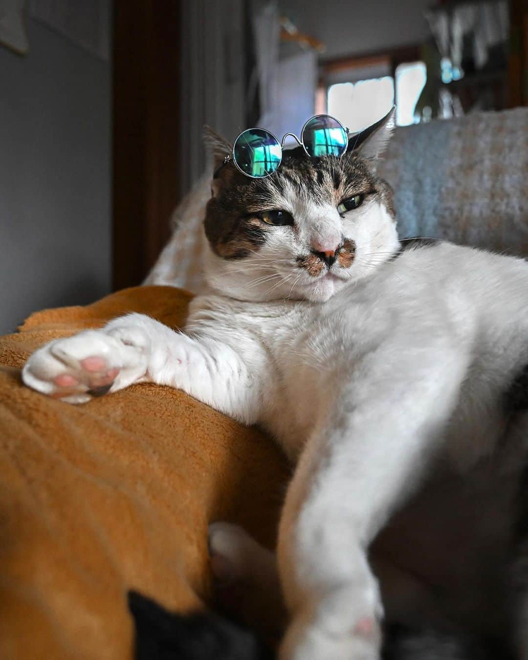 土肥美帆のインスタグラム：「😸 ・ イケネコ　ケンジ  猫用のサングラスが小さい🕶️  こないだ、Googleフォトで『犬』で検索したら、うちの柴犬よりケンジの画像の方がたくさん出てきて、びっくりした。笑  よみうりカルチャーさんのイベントは お申し込みが必要なので、 ストーリーズにURL貼っておきます。 ケンジのみんなを笑顔にする 幸せパワーについて お話したいと思ってます。 なまらハッピー(=･ω･=)❤️  今日もご機嫌な1日をだべや(=-ω-=)🍀  【イベント】 ⚫︎12月8日〜14日 銀座　富士フォトギャリーでグループ展 「ねこ写真展」（9日〜12日在廊予定） ⚫︎12月12日 よみうりカルチャーで1日講座 猫写真家 沖 昌之×土肥 美帆トークイベント 「猫写真で笑顔を増やすことはできる？」 ⚫︎15日〜20日 富士フイルムフォトサロン 札幌で 企画展「気ままなボス猫ケンジ」  オールケンジです。 よろしくお願いします❤️」