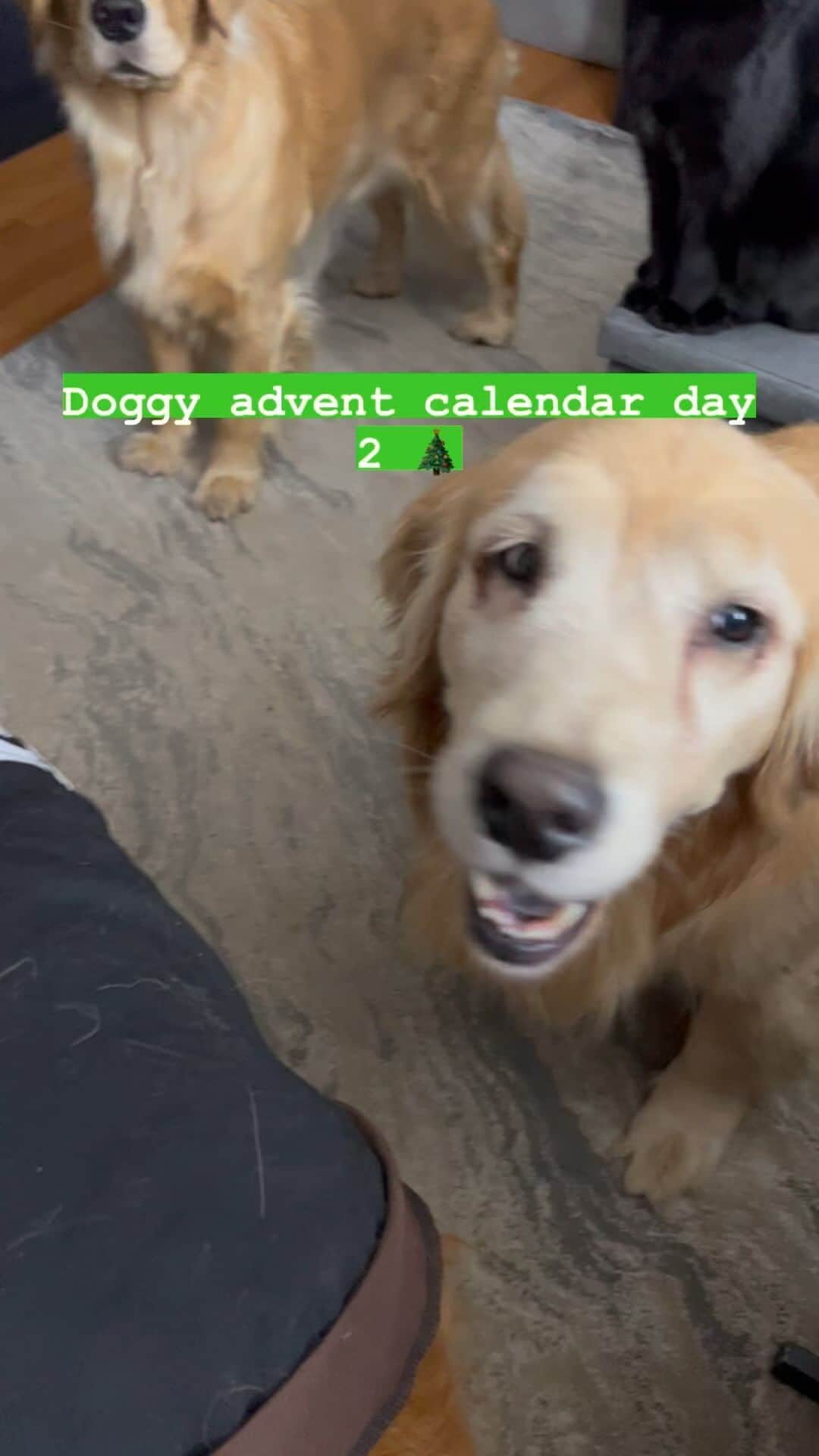 モヒートのインスタグラム：「Golden advent calendar day 2! Killian was so ready 😂 #adventcalendar #christmasdogs #goldenretriever #dogmom」