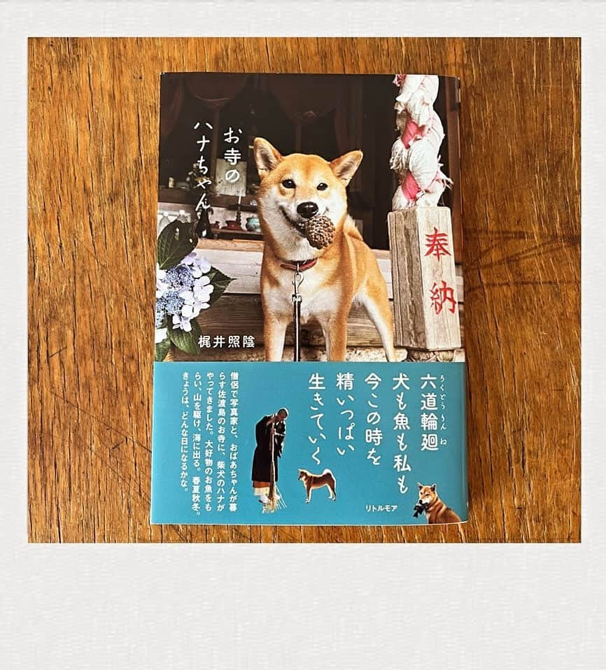 かせきさいだぁさんのインスタグラム写真 - (かせきさいだぁInstagram)「超〜カワイイ写真本『お寺のハナちゃん』❤️佐渡島のお寺に住むハナちゃんは、なんとお肉より魚が大好きになったという！好物はブリ〜❤️❤️❤️」12月3日 8時39分 - kasekicider