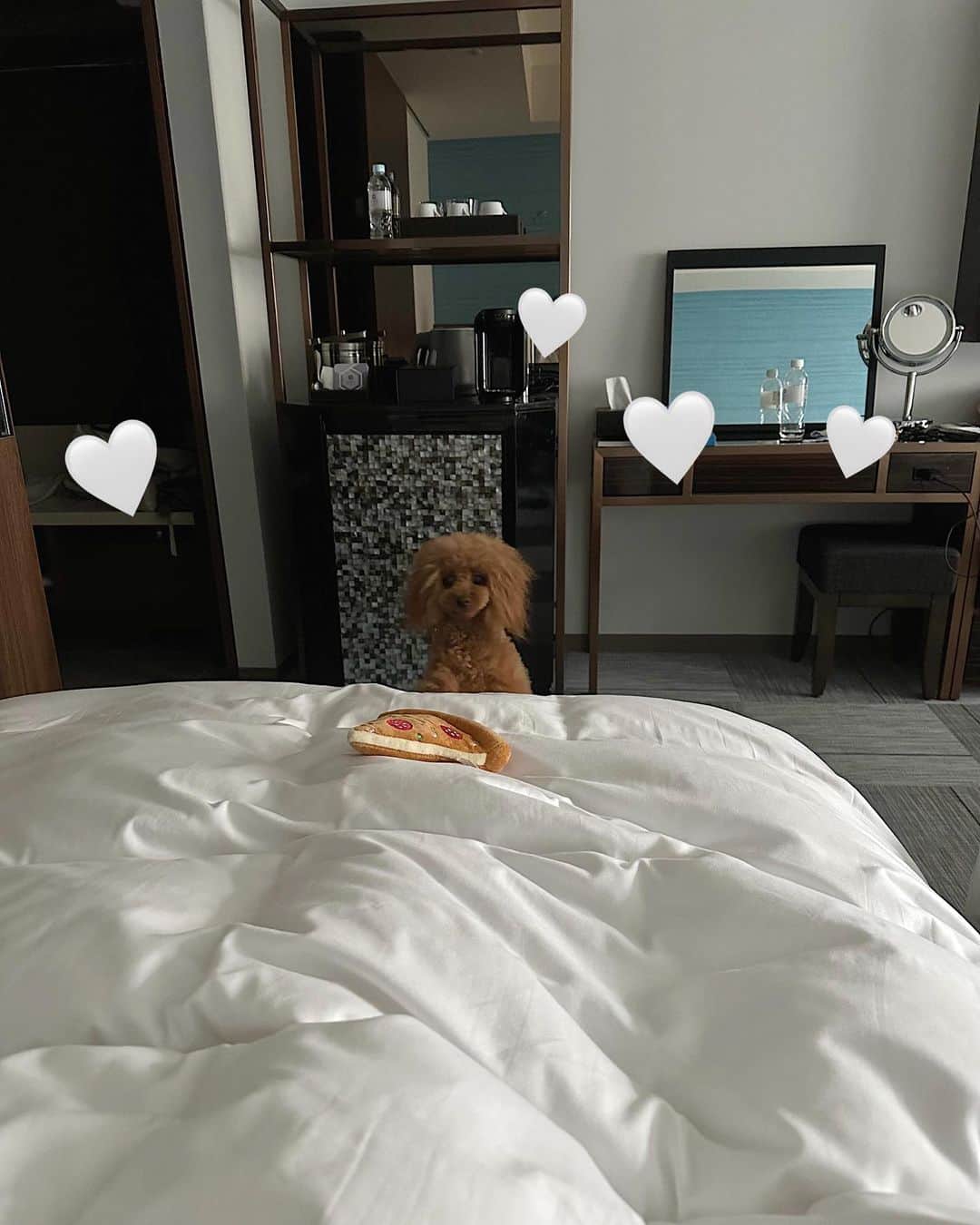 飯坂采子さんのインスタグラム写真 - (飯坂采子Instagram)「Happy Birthday @taruto_boy @yuch1129 🎂♡⠀ 日曜日の朝から投稿は珍しいかな？夏からときが止まってる🕰️大好きなふたりのお誕生日のことを🫢夏は、たるちのお誕生日があって @hyattregencytokyobay にお泊まりしました！たるちがずっとにこにこで走り回っている姿が嬉しくて嬉しくて今思い出しても本当に心地よい時間♥️⠀ そして、、先月は親友ちゃんのお誕生日で @kimptonshinjukutokyo へ☽！たるちも一緒にお祝い🥂たるちは2歳でもうカフェとかも慣れっこで本当にお利口さんで相変わらずもふもふが可愛くて、、、ふたりは愛に溢れた人柄と犬柄？笑 だから一緒に過ごすと自分も愛を与えられるような人でいたいなって思い出させてくれる存在🥰いつもありがとう🐶！⠀ ⠀ #hyattregencytokyobay#kimptonshinjukutokyo#0715#1129#ハイアットリージェンシー東京ベイ#キンプトン新宿東京#犬カフェ#あや_日記」12月3日 9時22分 - ayamini316