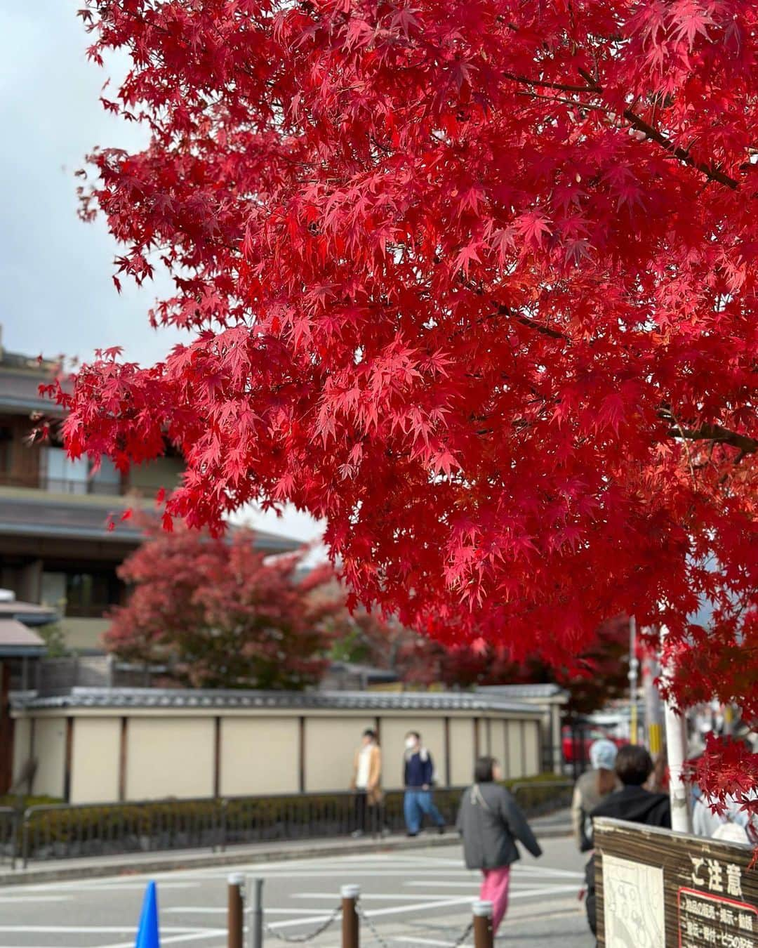 諸星みゆさんのインスタグラム写真 - (諸星みゆInstagram)「🍁⠜ ⁡ 嵐山へ電車で行ってきました🚃 ⁡ 電車で行くのは初めてで とっても新鮮な気持ち…·͜· ︎︎ᕷ ⁡ ちいかわとコラボしてて うさぎ車窓のイラストがついてたよ❣️ ⁡ 嵐山駅と渡月橋の間あたりの橋も きれいで鴨が泳いでたりで癒されたなあ… ⁡ 嵐山に向かいながらどんどん雲がでてきて 空が暗くなっていく様子が 動画や写真に残ってておもしろい！💭⸒⸒ ⁡ 嵐山駅から渡月橋方面の紅葉とってもきれいで 写真撮りすぎて時間がかなりたってた…笑 ⁡ 見どころ満載で困った困った🤔💦 ⁡ 嵐山のメイン観光地で最初に撮った写真初は 初音ミクちゃんとの写真でしたY(๑˙³˙)Y💚 ⁡ 京都旅行の写真と動画たくさんあるから すこしずつ載せよう〜😌🫶 ⁡ ┈┈┈┈┈┈┈┈┈┈┈┈┈┈┈┈┈┈┈┈   #京都  #京都観光  #京都紅葉  #嵐山  #嵐山駅  #渡月橋  #嵐山観光  @kyotoaiwafuku  #愛和服  #愛和服京都駅前店  #着物レンタル  #京都着物レンタル  ⁡」12月3日 9時13分 - miyucheese.ig