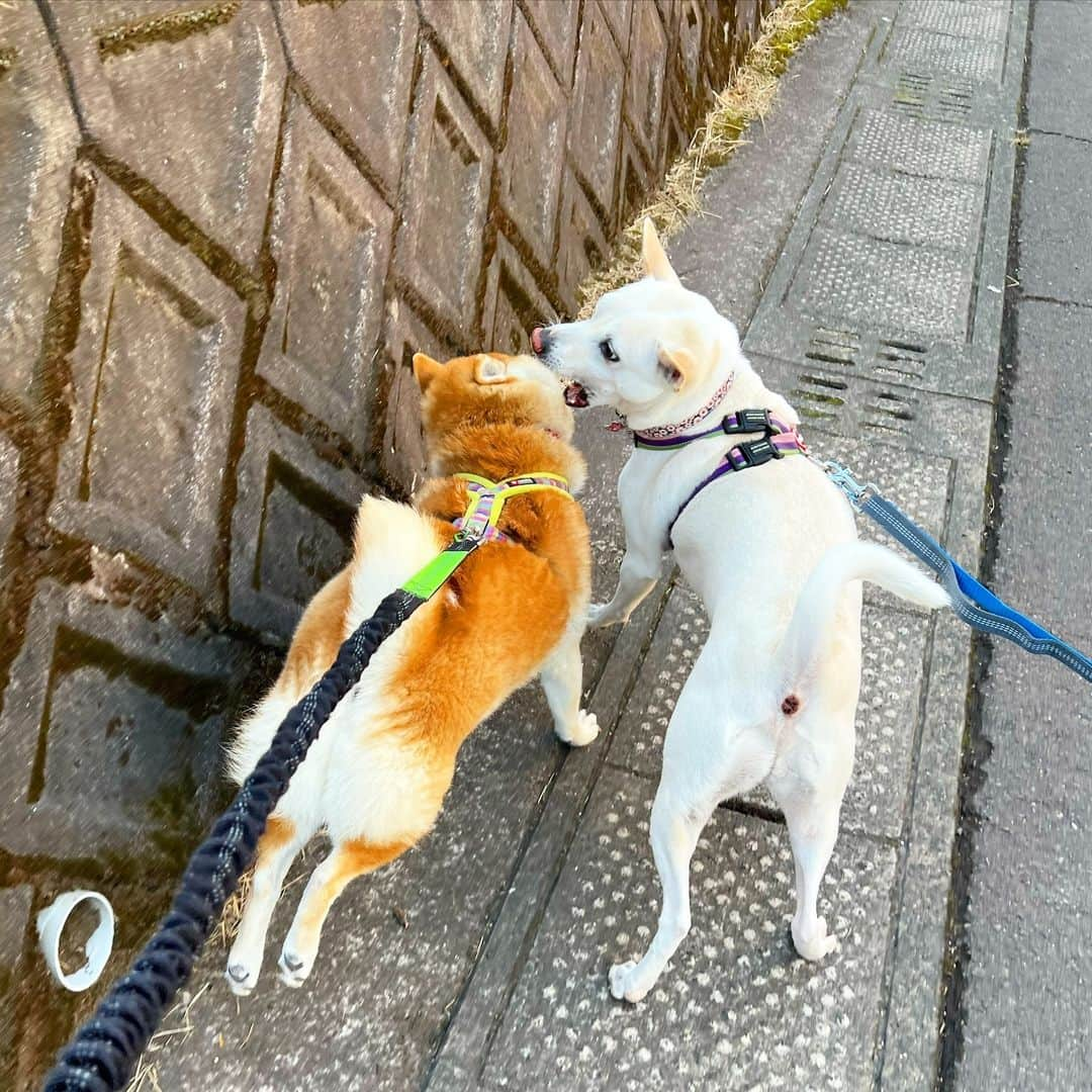 柴犬ハル&保護犬すずのインスタグラム：「🐕🐐 . 『道を走ると 危ないでしょうが！』 . #鼓膜が破けるわよ #道の端っこを走るだけで怒られるハル #ヤギは危険意識が高い生き物のようです #このあとヤギは走って公園に入って行きました . #柴犬#柴#kagoshima#dog#puppy#shibainu#shibastagram#いぬバカ部#family#cat#鹿児島#赤柴#ねこ#猫#雑種#天文館#日本犬#保護犬を家族に#保護犬#元保護犬#姉妹#ヤギ」