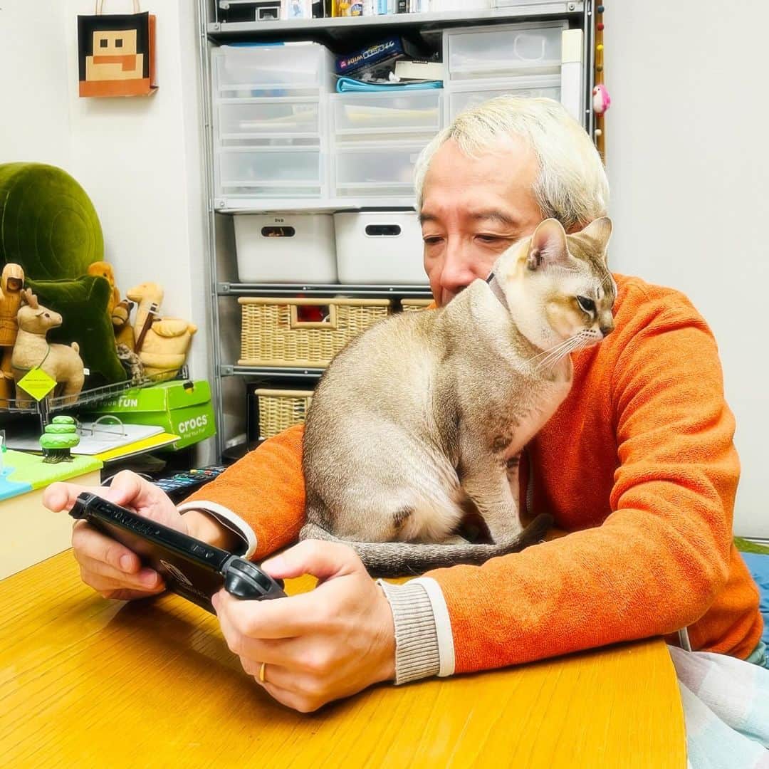 水谷さるころのインスタグラム：「Switchでゲームしてるお父さんの邪魔をするチェル太　#おチェルにゃん」