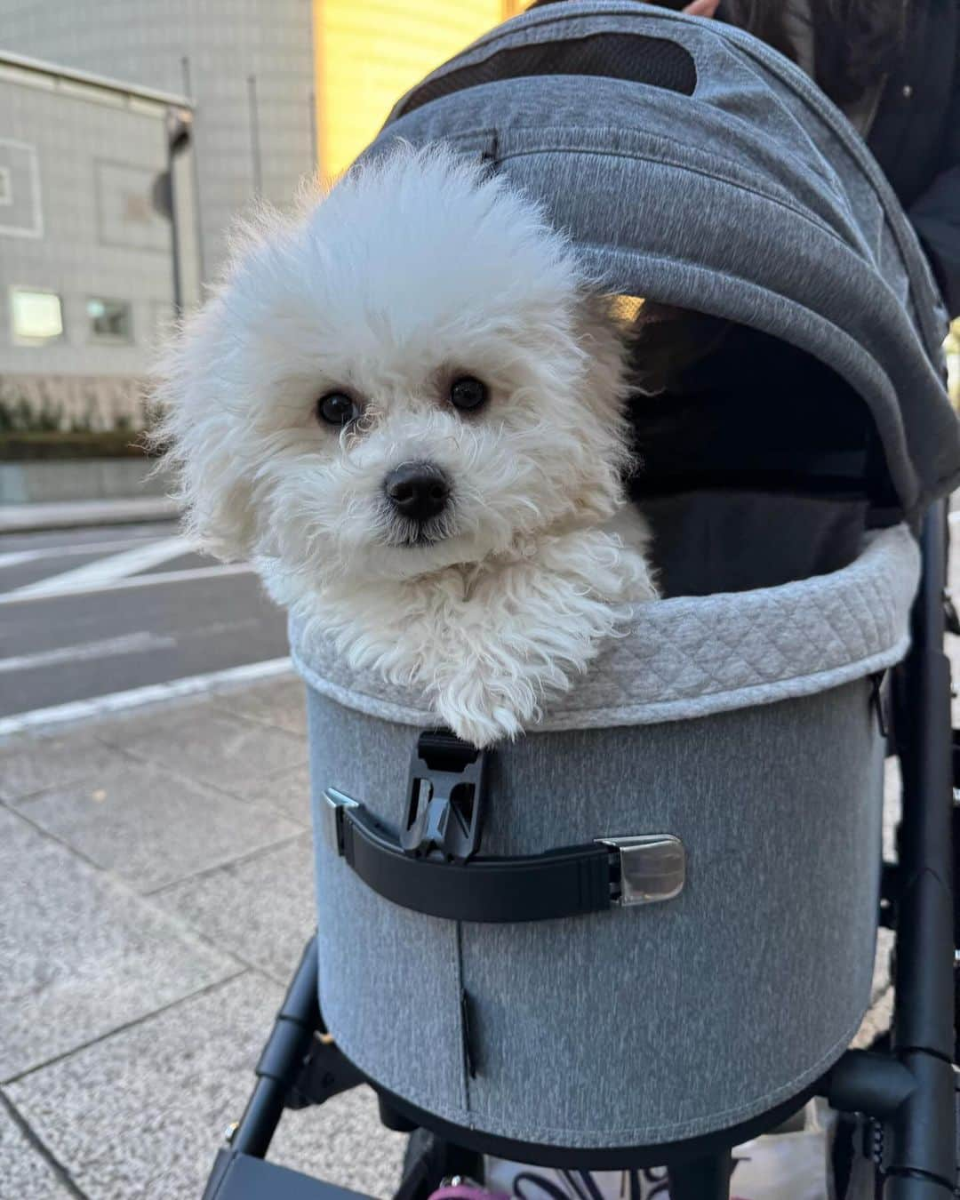 長沼南帆さんのインスタグラム写真 - (長沼南帆Instagram)「寒かったけど、パウちゃんのお陰で沢山歩いたぁ😂 突風にやられながらも頑張ったね🐻‍❄️  #ボロニーズ　#ボロニーズ犬 #ボロニーズ子犬 #これでも生後3ヶ月 #成犬じゃありません #みなとみらい散歩　#お散歩日和　#お散歩スポット　#みなとみらい駅 #みなとみらいさんぽ #横浜観光 #横浜散歩」12月3日 19時50分 - n_on_a_diet