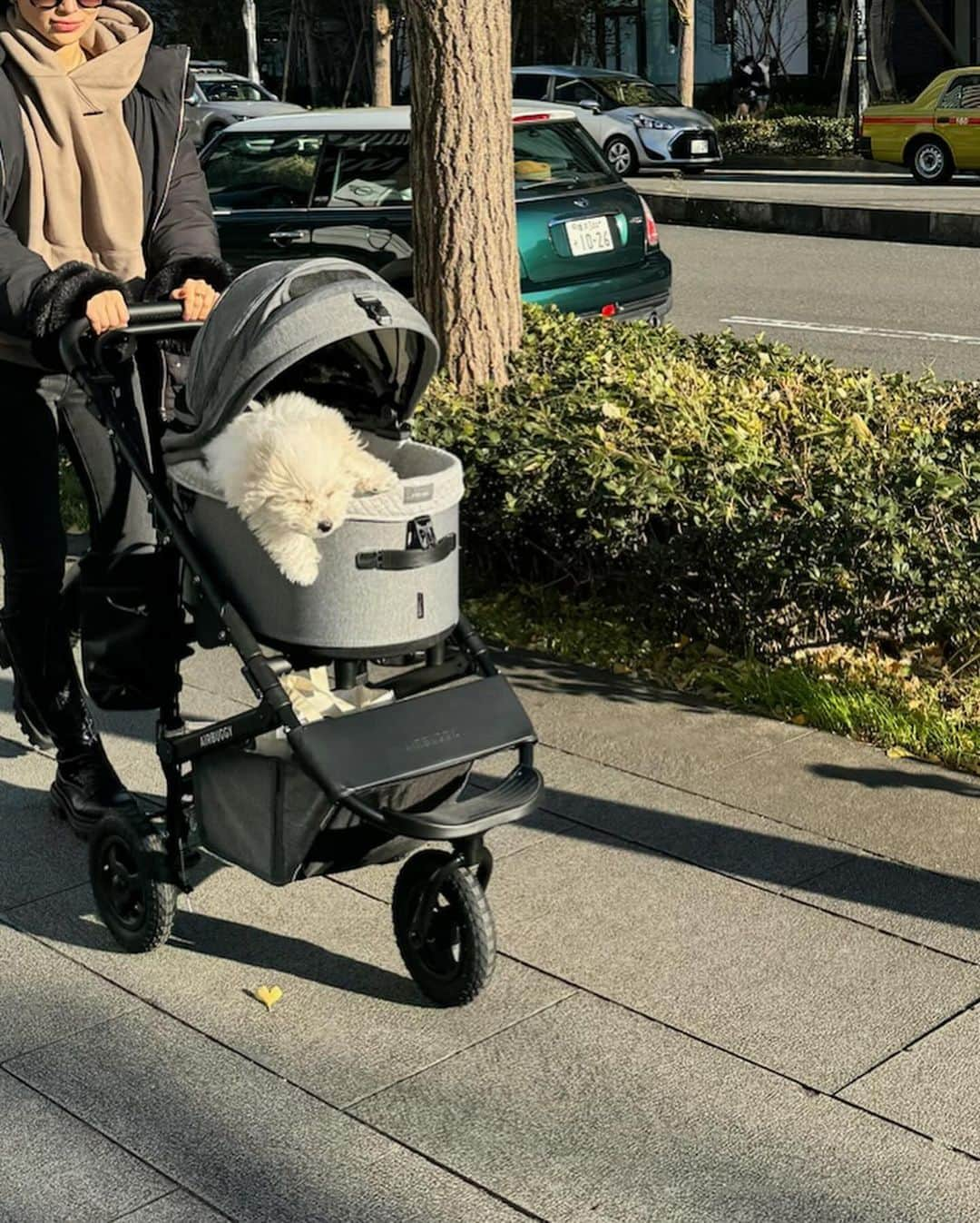 長沼南帆さんのインスタグラム写真 - (長沼南帆Instagram)「寒かったけど、パウちゃんのお陰で沢山歩いたぁ😂 突風にやられながらも頑張ったね🐻‍❄️  #ボロニーズ　#ボロニーズ犬 #ボロニーズ子犬 #これでも生後3ヶ月 #成犬じゃありません #みなとみらい散歩　#お散歩日和　#お散歩スポット　#みなとみらい駅 #みなとみらいさんぽ #横浜観光 #横浜散歩」12月3日 19時50分 - n_on_a_diet