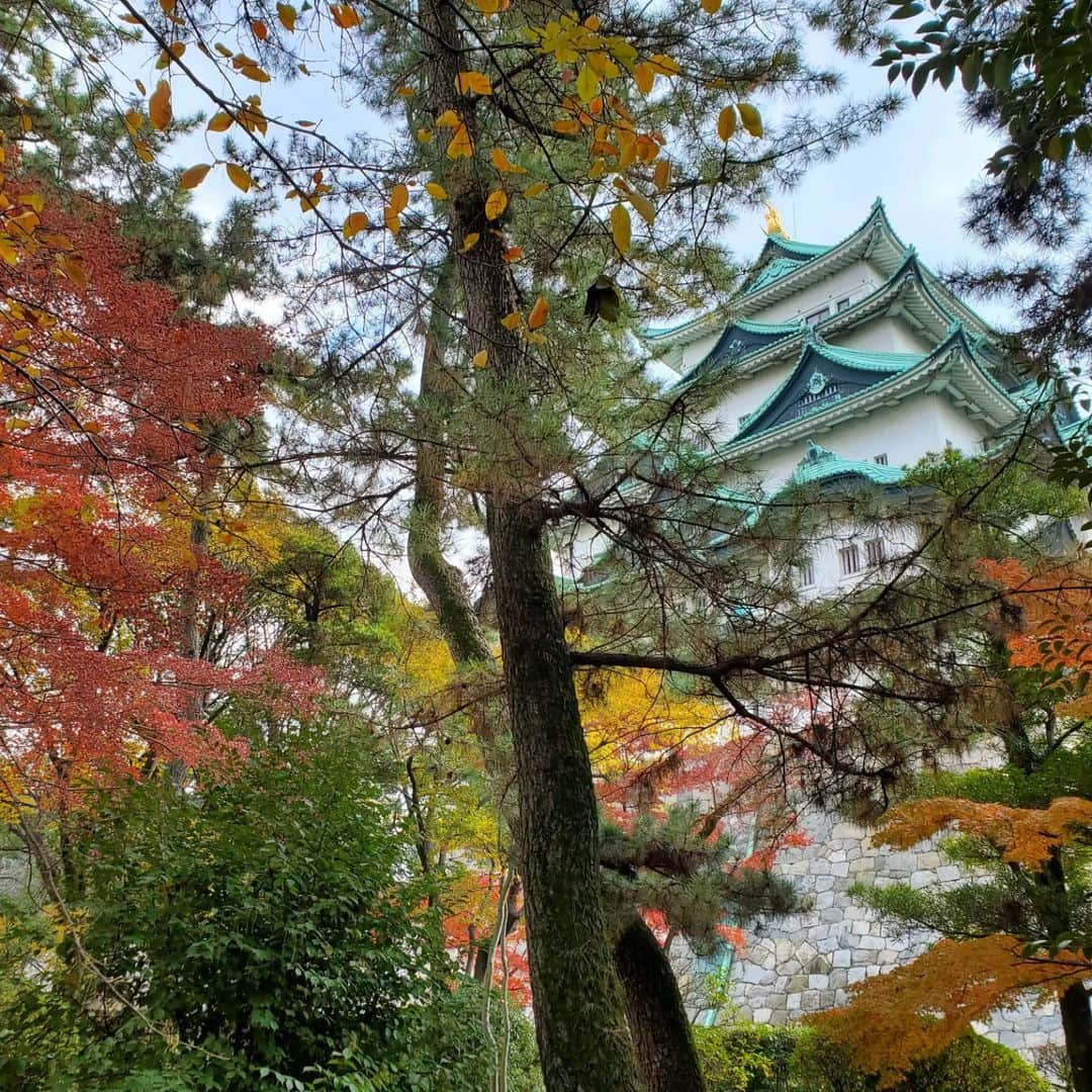 水野友貴のインスタグラム：「甥の随行でこの土日は関西へ。 紅葉の#名古屋城 は感動的でした。  #金のシャチホコ #天守閣 #名古屋おもてなし武将隊  #前田慶次」