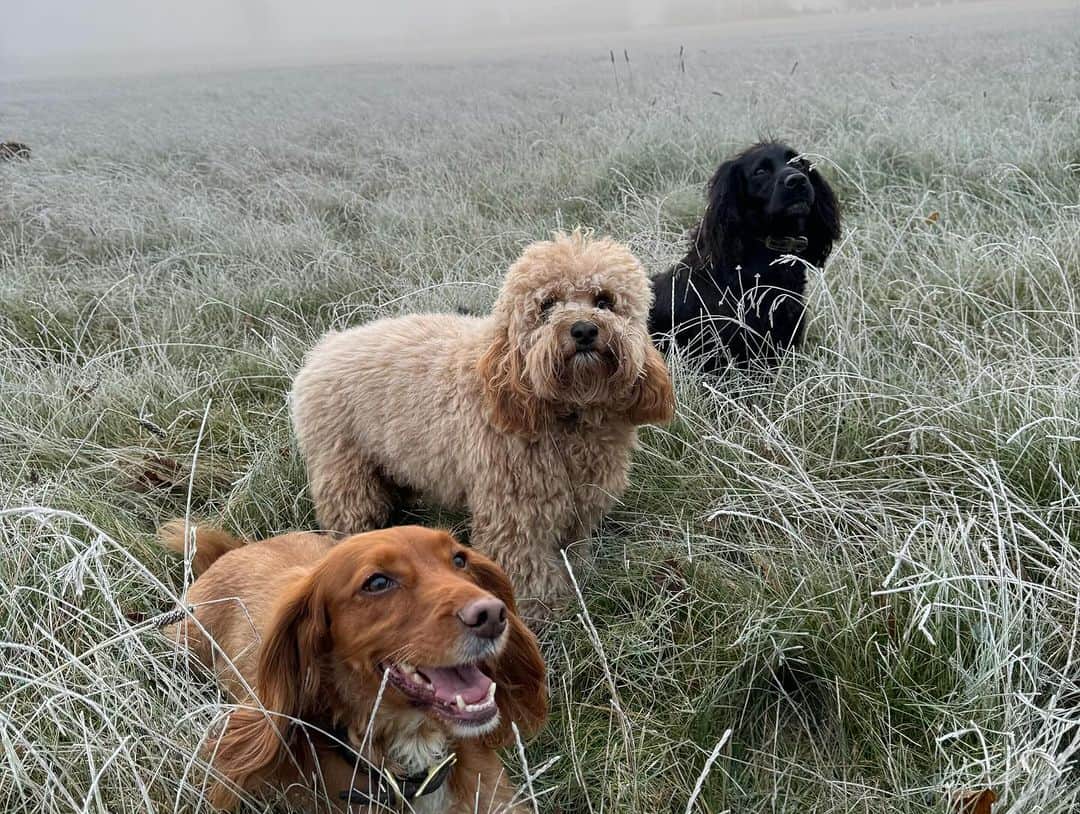 デビッド・ベッカムさんのインスタグラム写真 - (デビッド・ベッカムInstagram)「I do love a cold 🥶 Sunday walk with the dogs & a nice Roast 🐓❤️」12月3日 20時08分 - davidbeckham