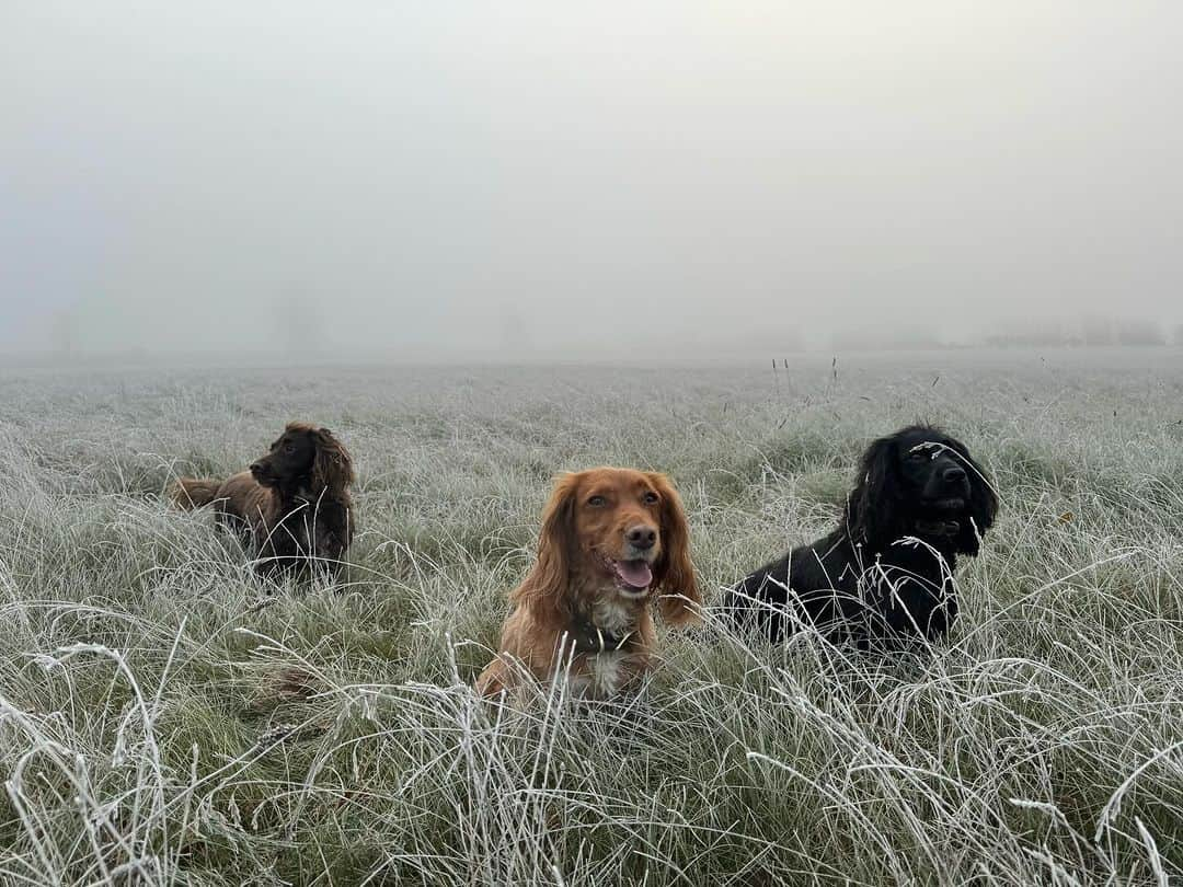 デビッド・ベッカムさんのインスタグラム写真 - (デビッド・ベッカムInstagram)「I do love a cold 🥶 Sunday walk with the dogs & a nice Roast 🐓❤️」12月3日 20時08分 - davidbeckham