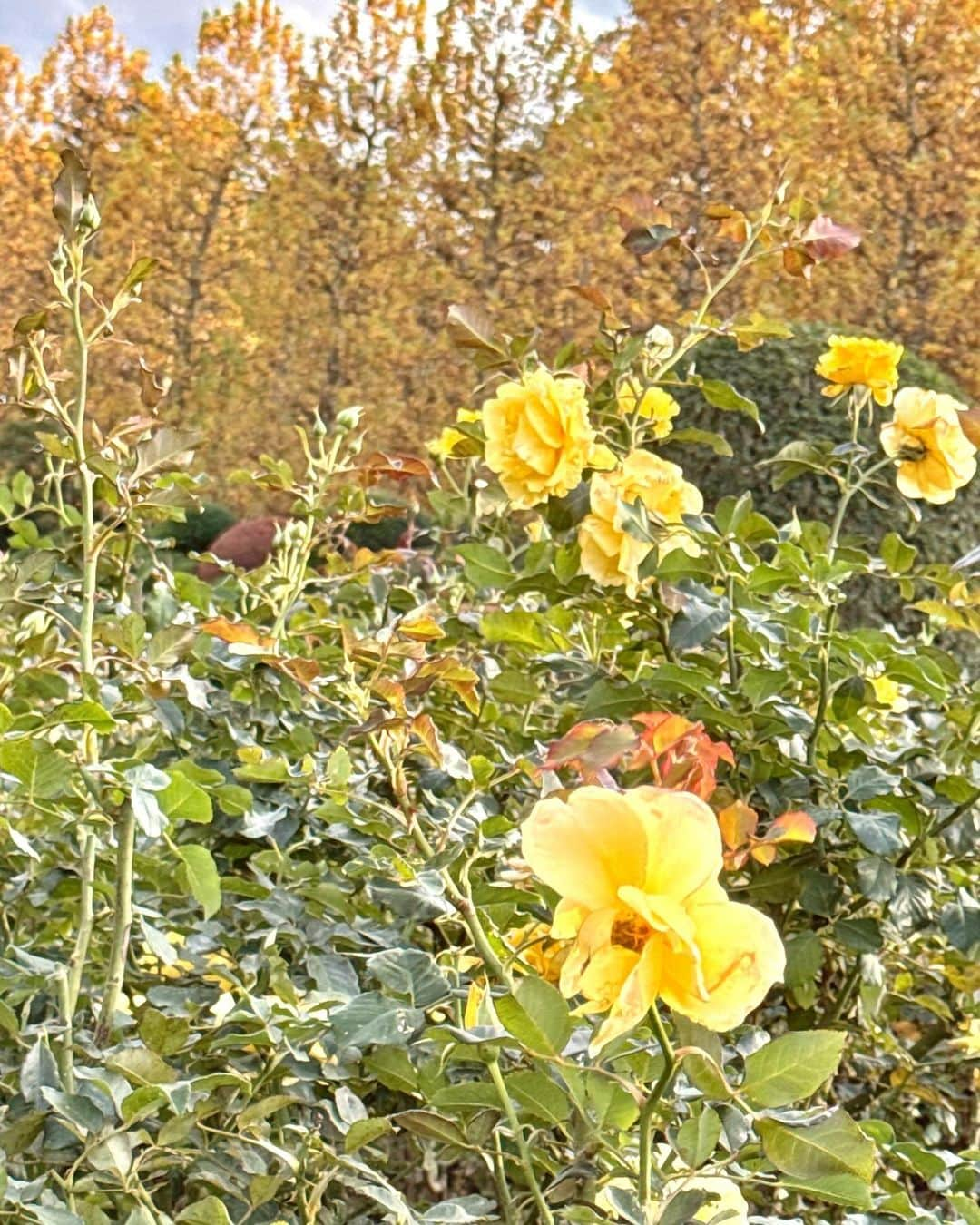 蟹沢萌子さんのインスタグラム写真 - (蟹沢萌子Instagram)「_ 紅葉を見に行きました🍂  桜にも出会えてしまったよ〜(!)」12月3日 20時03分 - kanisawa_moeko_