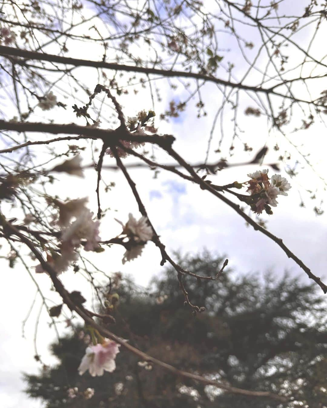 蟹沢萌子さんのインスタグラム写真 - (蟹沢萌子Instagram)「_ 紅葉を見に行きました🍂  桜にも出会えてしまったよ〜(!)」12月3日 20時03分 - kanisawa_moeko_