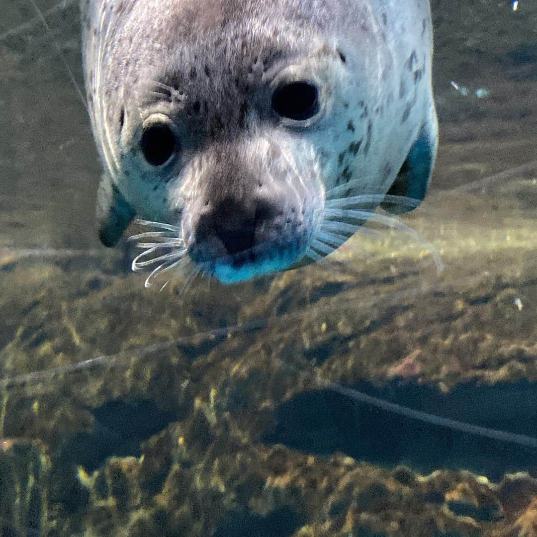 森本千絵さんのインスタグラム写真 - (森本千絵Instagram)「青森といえば 浅虫水族館 だいぶ渋い…」12月3日 20時12分 - chiemorimoto_goen