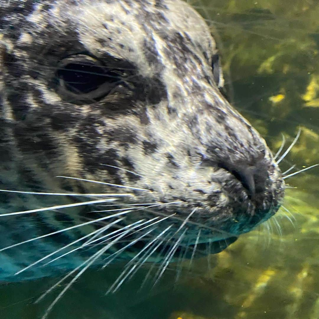 森本千絵さんのインスタグラム写真 - (森本千絵Instagram)「青森といえば 浅虫水族館 だいぶ渋い…」12月3日 20時12分 - chiemorimoto_goen