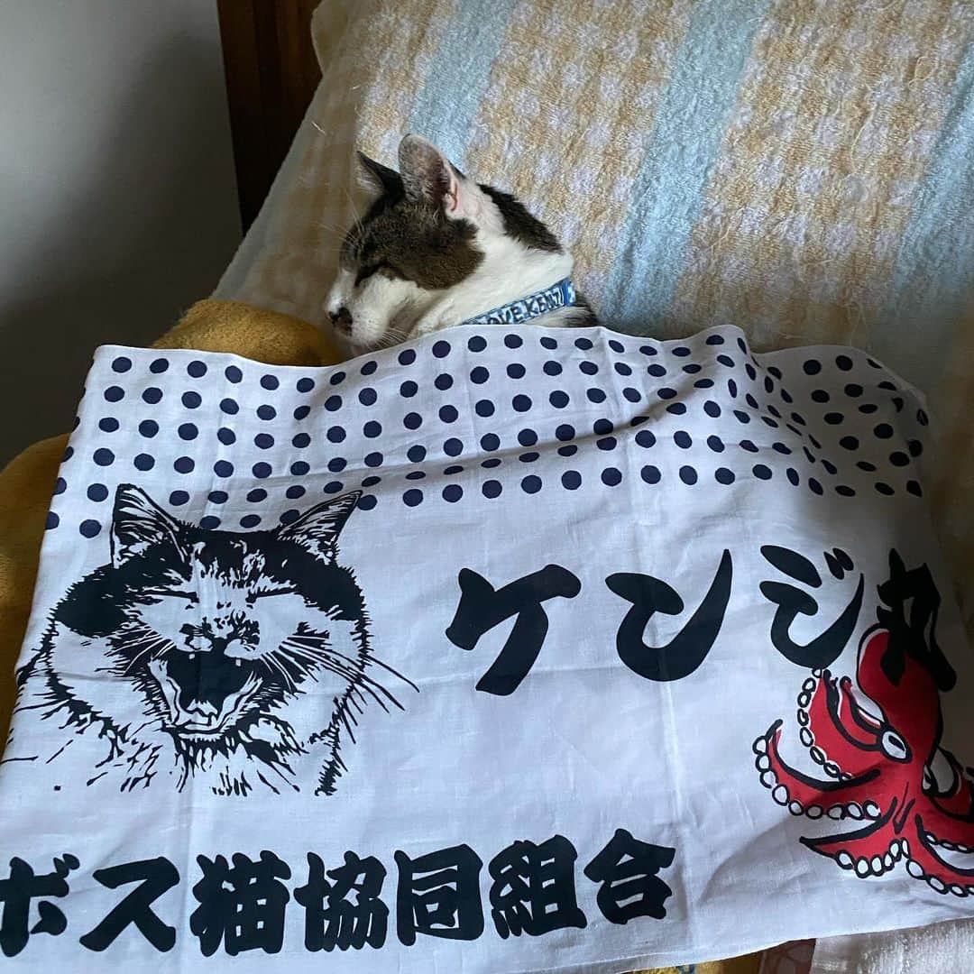 土肥美帆さんのインスタグラム写真 - (土肥美帆Instagram)「😸 ・ 明日12月4日、１２時から ケンジ商店開店します。  新作は ⭐️ケンジ手ぬぐい ⭐️ポスター　B2サイズ ⭐️クリアファイル　1型  ほっかむり隊　募集中だべや (=･ω･=)❤️  どうぞよろしくお願いしまーす。」12月3日 20時25分 - big_face_cat_kenji
