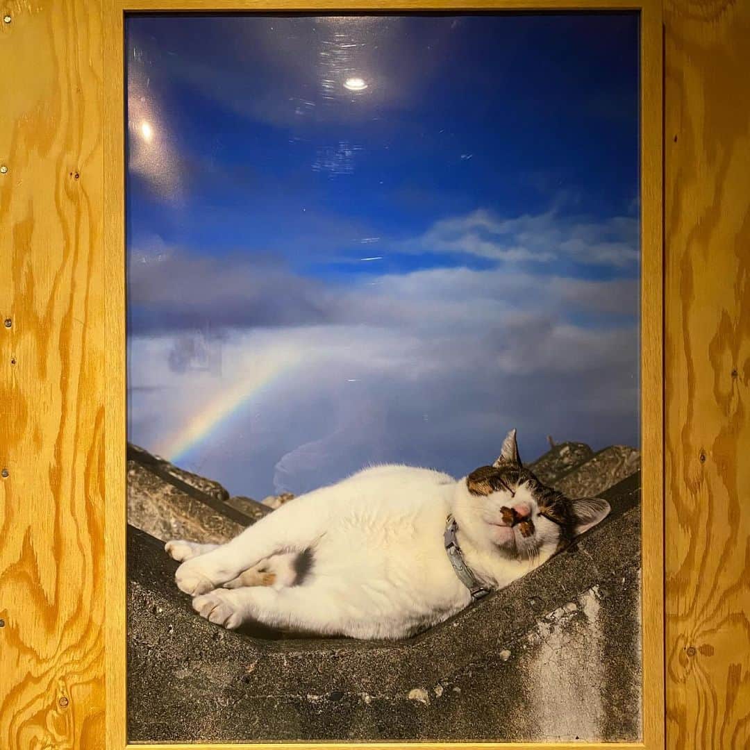 土肥美帆さんのインスタグラム写真 - (土肥美帆Instagram)「😸 ・ 明日12月4日、１２時から ケンジ商店開店します。  新作は ⭐️ケンジ手ぬぐい ⭐️ポスター　B2サイズ ⭐️クリアファイル　1型  ほっかむり隊　募集中だべや (=･ω･=)❤️  どうぞよろしくお願いしまーす。」12月3日 20時25分 - big_face_cat_kenji