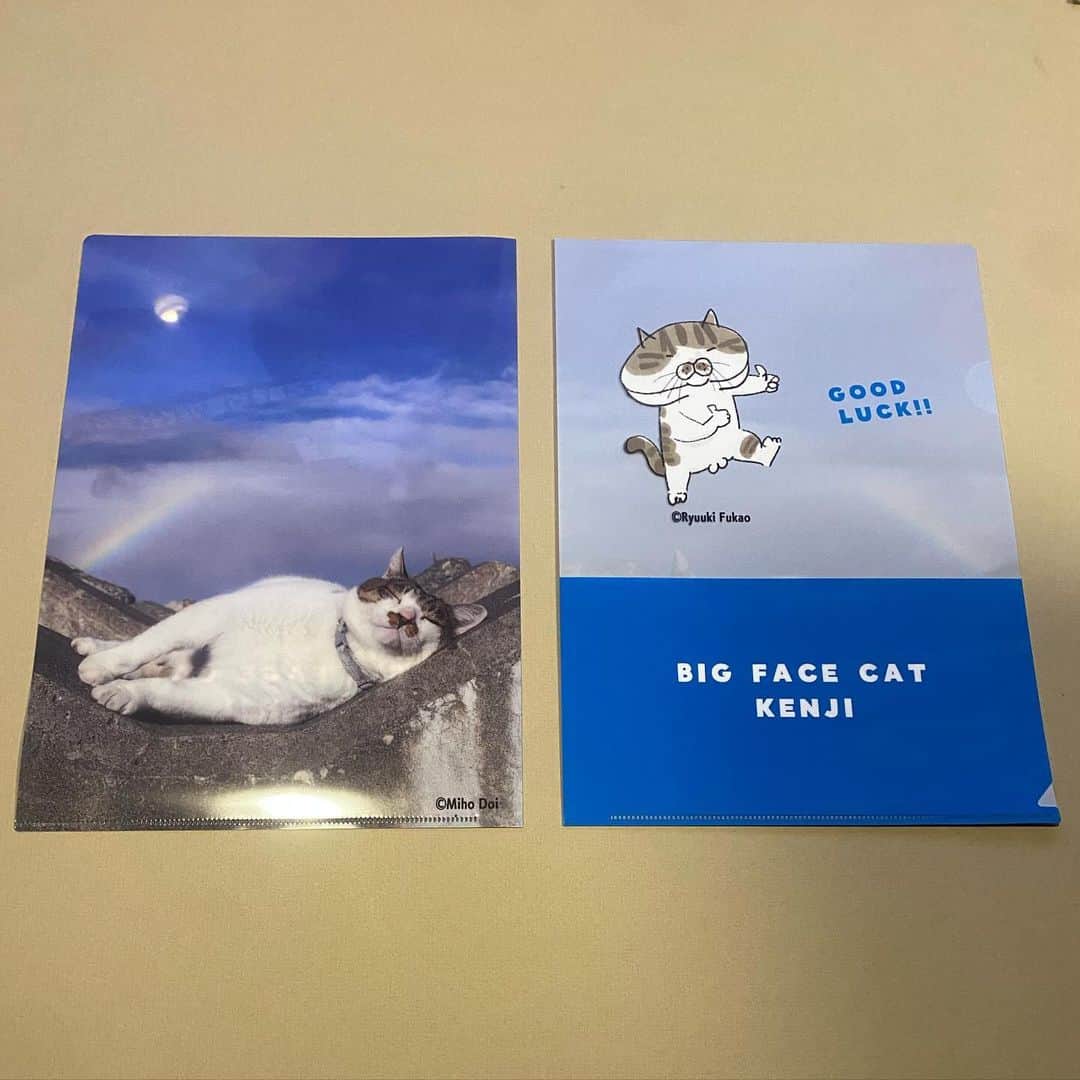 土肥美帆さんのインスタグラム写真 - (土肥美帆Instagram)「😸 ・ 明日12月4日、１２時から ケンジ商店開店します。  新作は ⭐️ケンジ手ぬぐい ⭐️ポスター　B2サイズ ⭐️クリアファイル　1型  ほっかむり隊　募集中だべや (=･ω･=)❤️  どうぞよろしくお願いしまーす。」12月3日 20時25分 - big_face_cat_kenji