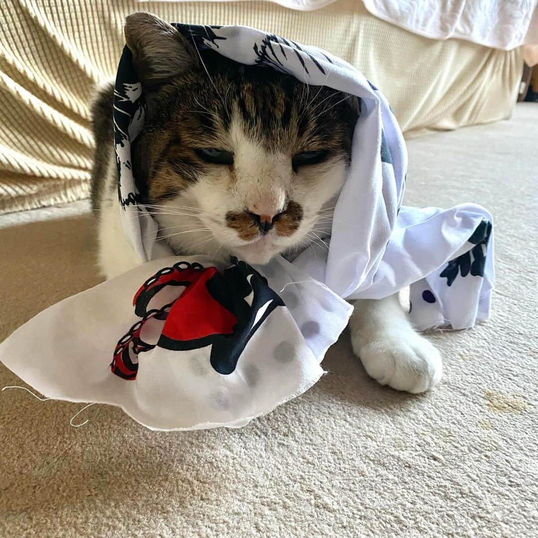 土肥美帆のインスタグラム：「😸 ・ 明日12月4日、１２時から ケンジ商店開店します。  新作は ⭐️ケンジ手ぬぐい ⭐️ポスター　B2サイズ ⭐️クリアファイル　1型  ほっかむり隊　募集中だべや (=･ω･=)❤️  どうぞよろしくお願いしまーす。」