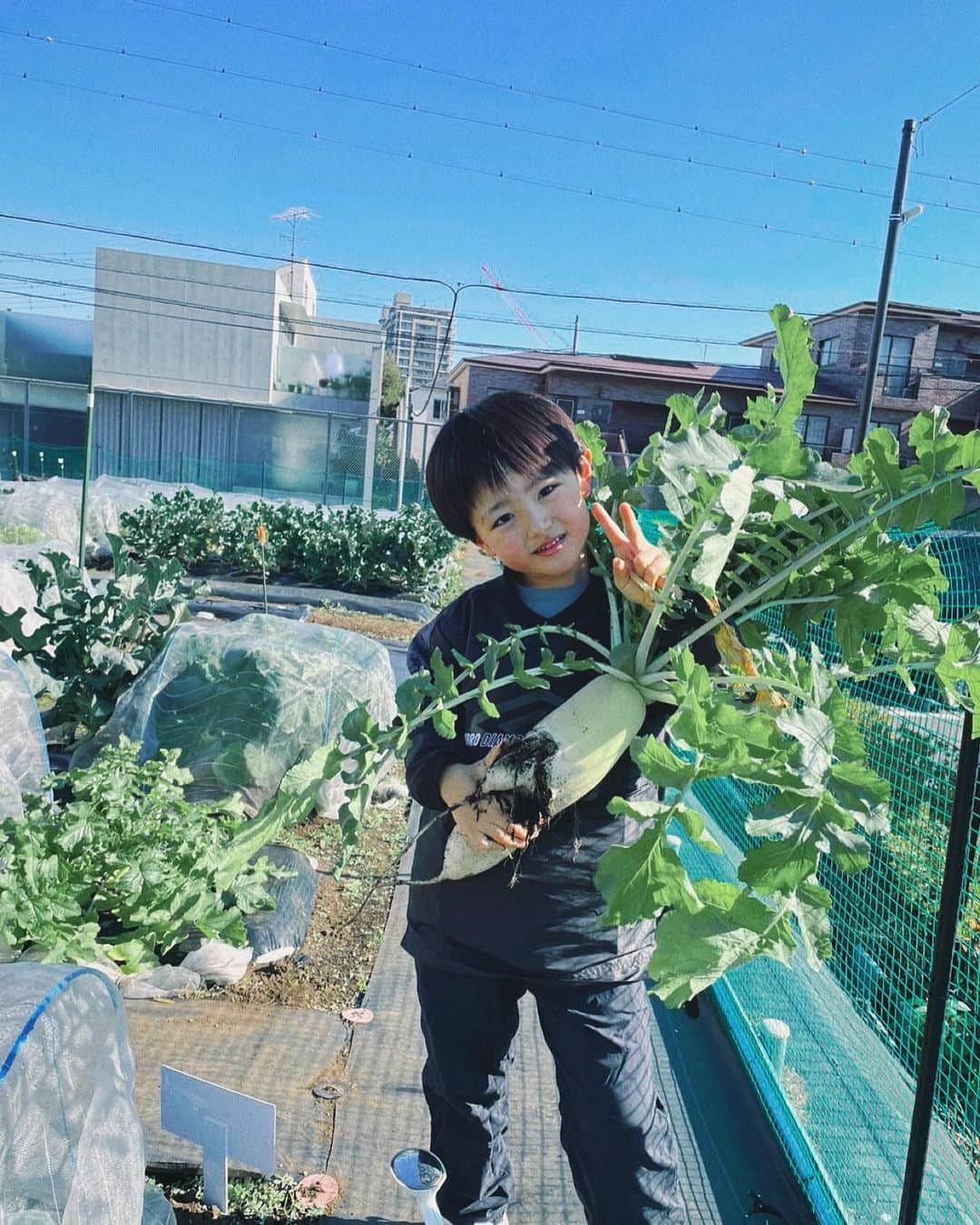 日下部ゆいこさんのインスタグラム写真 - (日下部ゆいこInstagram)「. . 畑で採った大根。 いたずら書きした後に みんなで調理して食べました。 瑞々しくて生でも美味しい。 . 食育してるわ。 . . #食育#農作業#畑#男の子#男の子ママ#男の子兄弟#5歳#2歳」12月3日 20時19分 - yuiko_kusakabe