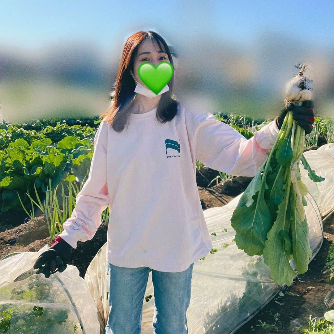 伊藤美来さんのインスタグラム写真 - (伊藤美来Instagram)「🥬  伊藤家の畑。 いとうファームで収穫してきました。 今回は水菜と春菊が大量☺︎  ほうれん草の芽が出てきたところです。 春菊みんな貰ってくれって言うくらい育った。  ブロッコリーやにんじん、白菜も楽しみ。 カブもたくさん獲れました  虫くいがあるのも愛おしく 美味しく食べちゃいます🥕  #みくです☺︎ #家庭菜園  #農園」12月3日 20時34分 - itomiku_official