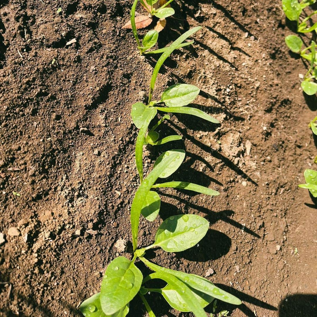 伊藤美来のインスタグラム：「🥬  伊藤家の畑。 いとうファームで収穫してきました。 今回は水菜と春菊が大量☺︎  ほうれん草の芽が出てきたところです。 春菊みんな貰ってくれって言うくらい育った。  ブロッコリーやにんじん、白菜も楽しみ。 カブもたくさん獲れました  虫くいがあるのも愛おしく 美味しく食べちゃいます🥕  #みくです☺︎ #家庭菜園  #農園」