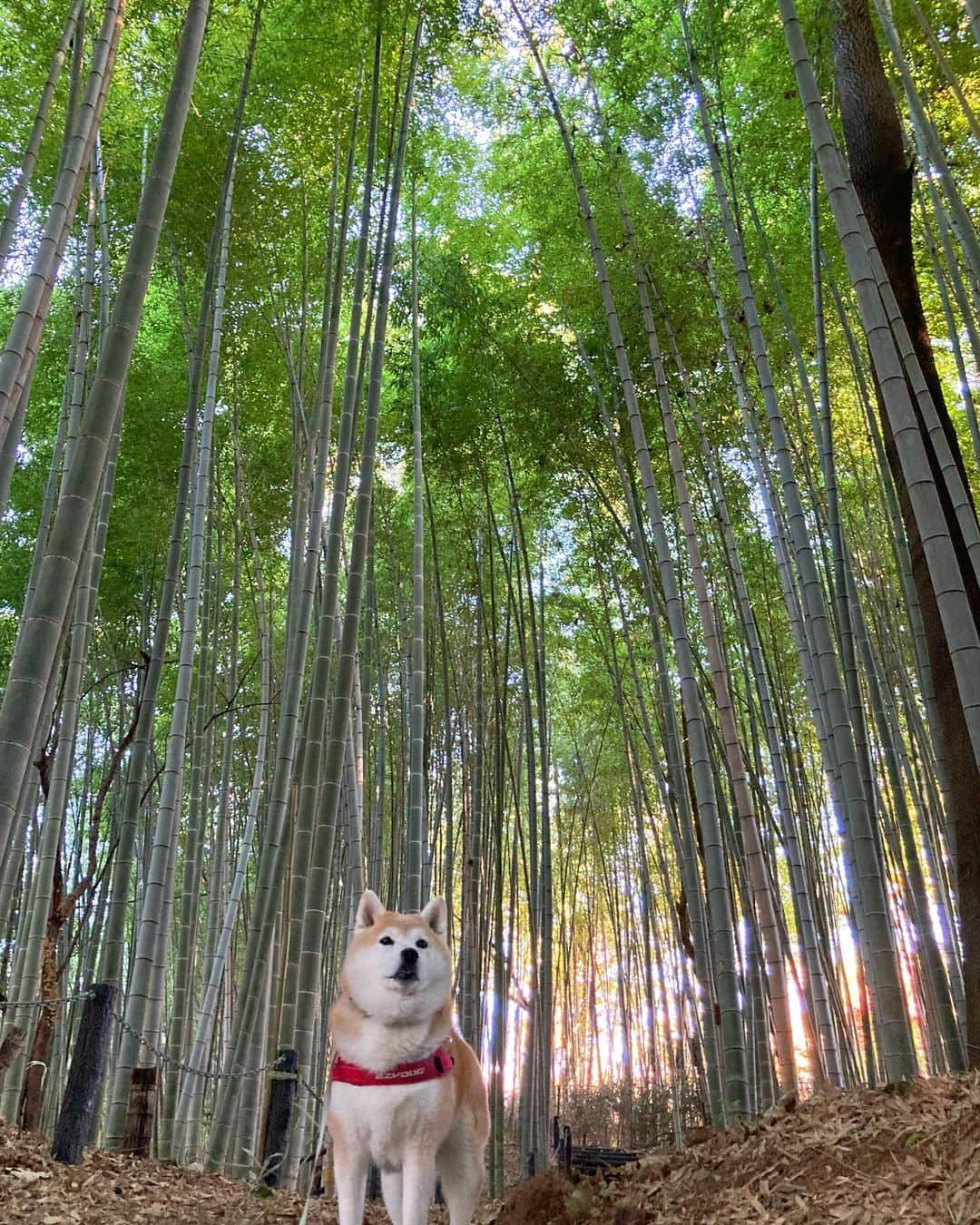 てんパパのインスタグラム：「今日もよく晴れた 清々しい午前8時台 #朝んぽ #てん竹林 #bambooforest」