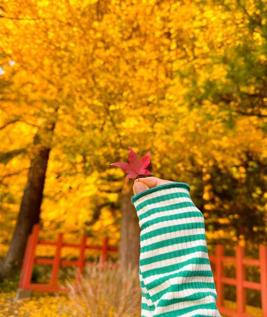 田辺莉咲子さんのインスタグラム写真 - (田辺莉咲子Instagram)「楽しみにしていた休日🍁 空気のきれいな場所に行けたし、 好きなカフェにも行けたし、 最近ハマっている生野菜キムチ？的なものも食べれて 大満足🫶🏻 連日ある目標に向けて練習に気合を入れているので、 バキバキな身体に休息の日。 締めは爆汗湯♨️ 爆汗湯は毎日入ってるけど、今日は1番お気に入りの金木犀🌃  #爆汗湯　#gap #紅葉　#カフェ巡り」12月3日 20時51分 - risako_tanabe