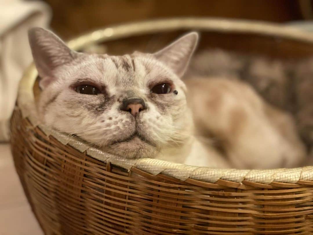 青山有紀のインスタグラム：「大好きなパリ在住の姉さま方との夕食🍻 楽しすぎて写真一枚もないけど記念に帰宅後のガルちゃんを載せておこう💛 #garu_cat #ガル様」