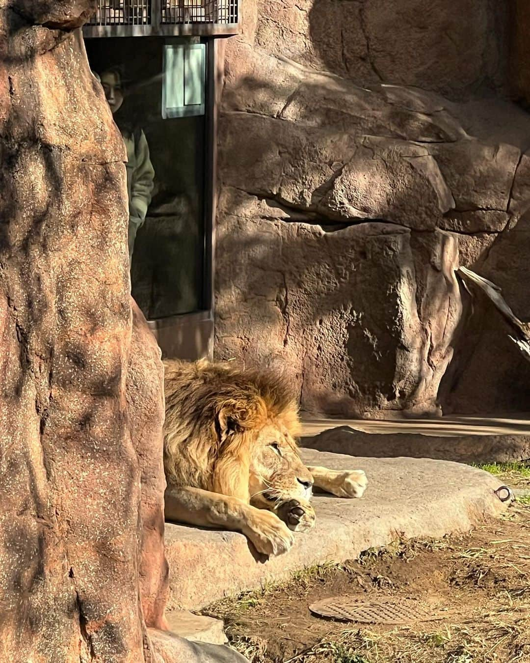 山内一世さんのインスタグラム写真 - (山内一世Instagram)「図鑑持って動物園へ向かうも 行くまでに色んな誘惑につられるSaturday⛸️🐆🍕 クリスマスマーケットもしてて賑わってたな🎄  @meer._official  TINY RIB HEM SWEAT PANTS 12/7(thr.)21:00〜通常販売します🤍 キャンプで派手に泥だらけになってしまって帰宅後ガシガシ洗濯機で洗っても、大人顔負けの肉厚な裏毛生地が全くすたれないところが最大の安心ポイント。それでもってソフトで肌触り抜群の上質な質感が本人も好きらしく、よく自ら選んでくれる♡👦🏻 FREE/ 120cm相当(息子もまだ少し大きくてウエストゴム一折りしてます。身長105cmぐらい。)  私はというと、入るボトムがことごとく全滅していき 👨🏻のを拝借。 knit/ @lemaire_official  bottom/ @ennoy_com  bag/ @meer._official  ※両色完売間近です！🤍🖤 shoes/ @newbottega #マタニティ」12月3日 12時44分 - zu_meer