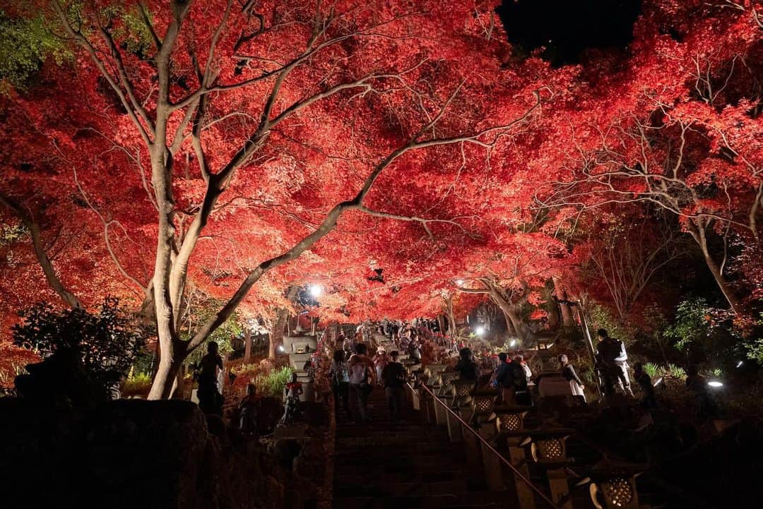 Ryo Yamazakiさんのインスタグラム写真 - (Ryo YamazakiInstagram)「先週の大山の紅葉とライトアップが素晴らし過ぎた🍁 #寒くなる前に行っといて良かった #大山 #紅葉狩り #大山阿夫利神社 #大山寺 #ライトアップ紅葉  Oyama is famous for its beautiful fall foliage.🍁  #Oyama #Oyamatemple」12月3日 12時45分 - rojiman