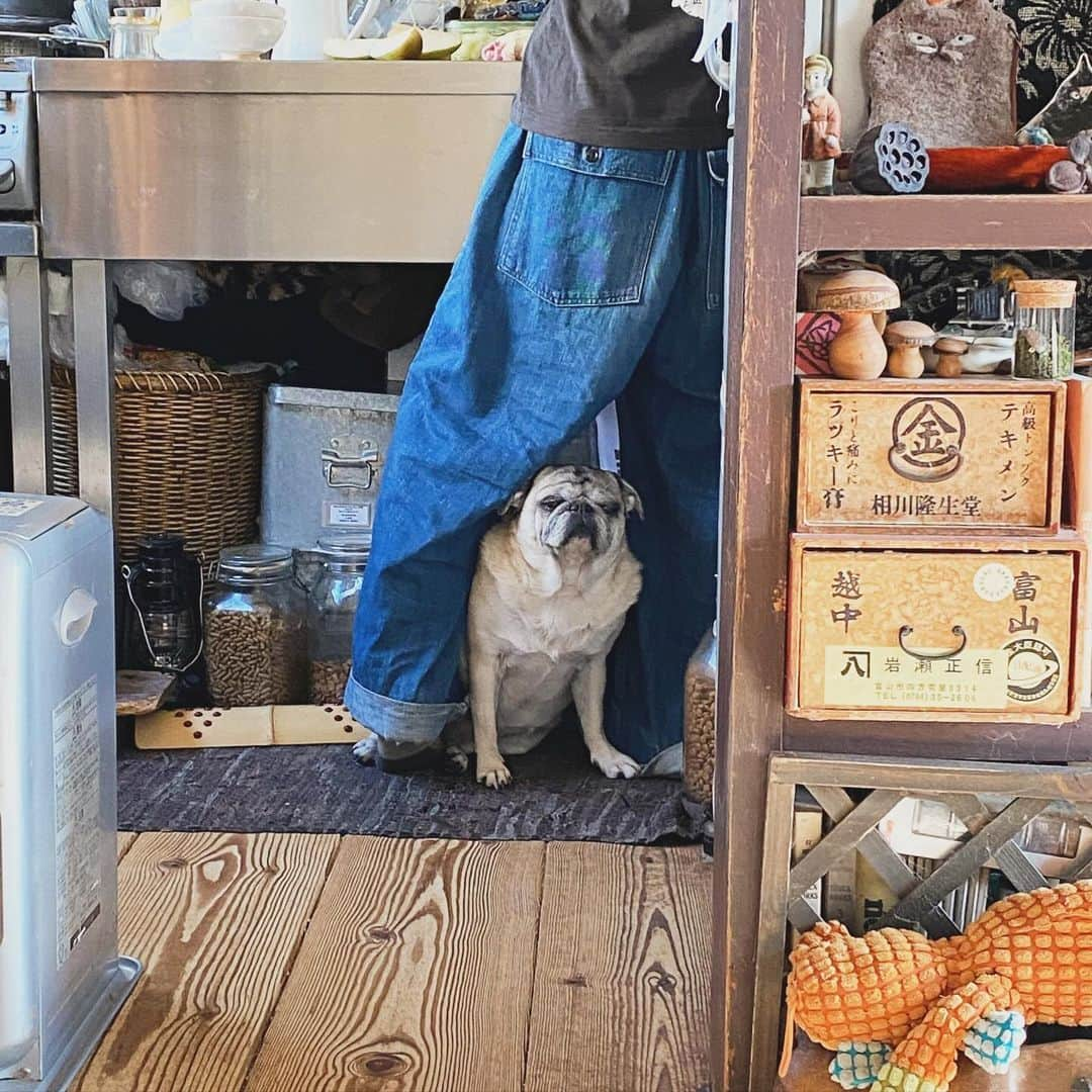 ひぐちにちほのインスタグラム：「果物剥きはじめるとここにスタンバイするおっちゃん。  #pug #ひぐち猫 #ひぐちお茶目」