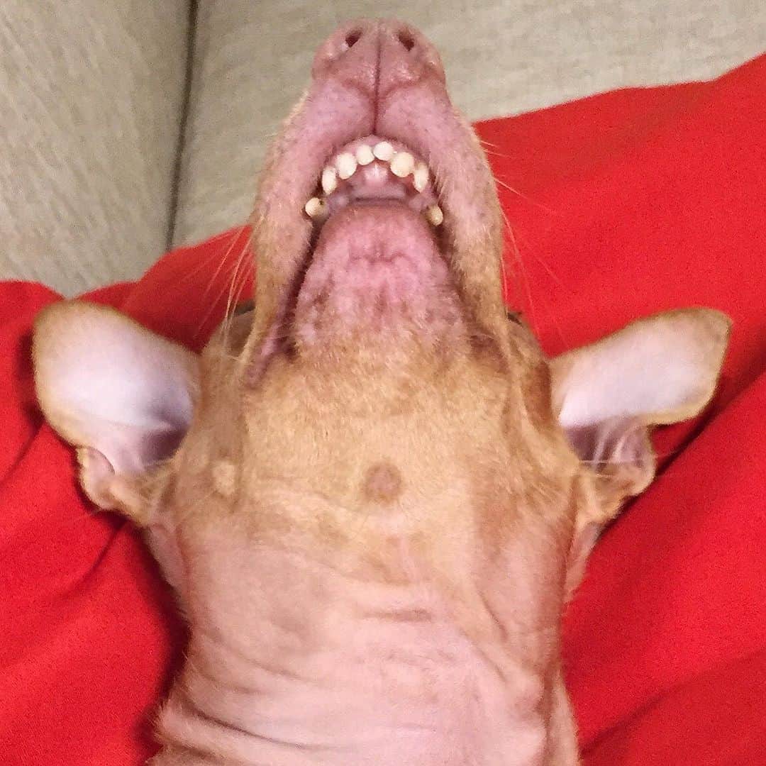 Tuna {breed:chiweenie} のインスタグラム：「So thankful for my mutt! We say he’s a Chiweenie- half chihuahua, half daschaund, but I think he’s also part bat, plus a little bit of mole rat, and I love him all the mole for it. 🤪 #mutt #nationalmuttday #theunderdogwiththeoverbite」