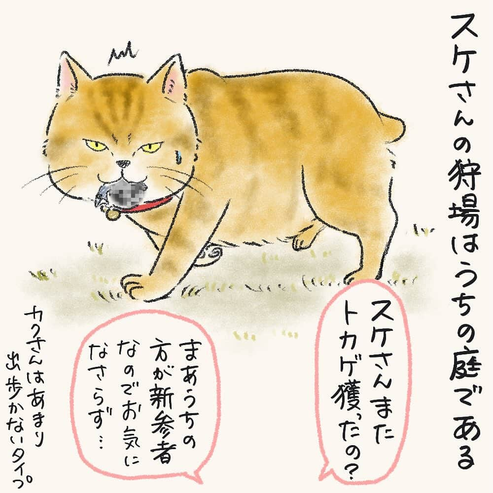 tomekkoさんのインスタグラム写真 - (tomekkoInstagram)「【立つ猫あとを…】  休日のお昼時にごめんなさいな話してもいい？  わんこの話…というか厳密にはねこさんの話なんですが。  ご近所さんが飼っている外飼いの貫禄ある猫さん（多分きょうだい）  飼い主さんのガレージで毎日帰りを待ち、夕方になると飼い主さんの後ろをついてお散歩（？）をしている姿があまりに黄門さまご一行様なので、スケさんカクさんということにしましょう（仮名）  うちが建つ前からこの敷地はスケさんのパトロールエリアで狩場だったようで、よくうちの庭で狩りをしているところに遭遇します。。。  今まで見たことあるのは、トカゲ狩り。  警戒心の強いスケさんに慣れてもらいたくてこまめに挨拶したりするんですが、まぁ会うときは大体わんこ連れてるのでなかなか心を開いてもらえません（そりゃそうか）  見つかるとそそくさと逃げていくのはいいんだけどー！  なんでせっかくの獲物を持っていかんのじゃ！  で、、、  四男、血の臭い？に大興奮。  トカゲのご遺体を食べるわけではなく、彼は彼で狩ごっこみたいに咥えたり投げたりして遊ぶの…やめて…😭  スケさん、現場に遭遇していなくても毎回獲物の大半は置いていかれるのですが、それをいち早く見つけてハァハァ大興奮する四男が咥える前に敷地の外にご遺体（）を蹴り出すミッションが忍びないわ気持ち悪いわで。(素手で触れないからね)  よく猫さんは狩った獲物を飼い主さんに見せに持ってくるという話を聞くけど、スケさんはお持ち帰り禁止されてるのかしら？ テイクアウトノーセンキューなの？まぁ私が飼い主でもそう言うと思うけど・・・  と思ったら、長男によるとトカゲはしっぽがご馳走なのだとか。（ほんと？）  トカゲの尻尾切りと言うけれど、せっかく尻尾切り離せるのに結局生き残れなかったトカゲさんもお気の毒だなー。  #外飼い猫  #猫の狩り  #柴犬 #まめしば」12月3日 13時49分 - tomekomet