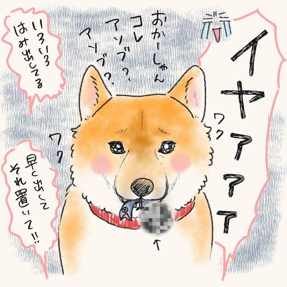 tomekkoさんのインスタグラム写真 - (tomekkoInstagram)「【立つ猫あとを…】  休日のお昼時にごめんなさいな話してもいい？  わんこの話…というか厳密にはねこさんの話なんですが。  ご近所さんが飼っている外飼いの貫禄ある猫さん（多分きょうだい）  飼い主さんのガレージで毎日帰りを待ち、夕方になると飼い主さんの後ろをついてお散歩（？）をしている姿があまりに黄門さまご一行様なので、スケさんカクさんということにしましょう（仮名）  うちが建つ前からこの敷地はスケさんのパトロールエリアで狩場だったようで、よくうちの庭で狩りをしているところに遭遇します。。。  今まで見たことあるのは、トカゲ狩り。  警戒心の強いスケさんに慣れてもらいたくてこまめに挨拶したりするんですが、まぁ会うときは大体わんこ連れてるのでなかなか心を開いてもらえません（そりゃそうか）  見つかるとそそくさと逃げていくのはいいんだけどー！  なんでせっかくの獲物を持っていかんのじゃ！  で、、、  四男、血の臭い？に大興奮。  トカゲのご遺体を食べるわけではなく、彼は彼で狩ごっこみたいに咥えたり投げたりして遊ぶの…やめて…😭  スケさん、現場に遭遇していなくても毎回獲物の大半は置いていかれるのですが、それをいち早く見つけてハァハァ大興奮する四男が咥える前に敷地の外にご遺体（）を蹴り出すミッションが忍びないわ気持ち悪いわで。(素手で触れないからね)  よく猫さんは狩った獲物を飼い主さんに見せに持ってくるという話を聞くけど、スケさんはお持ち帰り禁止されてるのかしら？ テイクアウトノーセンキューなの？まぁ私が飼い主でもそう言うと思うけど・・・  と思ったら、長男によるとトカゲはしっぽがご馳走なのだとか。（ほんと？）  トカゲの尻尾切りと言うけれど、せっかく尻尾切り離せるのに結局生き残れなかったトカゲさんもお気の毒だなー。  #外飼い猫  #猫の狩り  #柴犬 #まめしば」12月3日 13時49分 - tomekomet