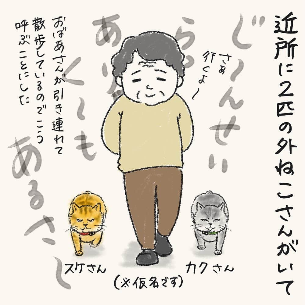 tomekkoさんのインスタグラム写真 - (tomekkoInstagram)「【立つ猫あとを…】  休日のお昼時にごめんなさいな話してもいい？  わんこの話…というか厳密にはねこさんの話なんですが。  ご近所さんが飼っている外飼いの貫禄ある猫さん（多分きょうだい）  飼い主さんのガレージで毎日帰りを待ち、夕方になると飼い主さんの後ろをついてお散歩（？）をしている姿があまりに黄門さまご一行様なので、スケさんカクさんということにしましょう（仮名）  うちが建つ前からこの敷地はスケさんのパトロールエリアで狩場だったようで、よくうちの庭で狩りをしているところに遭遇します。。。  今まで見たことあるのは、トカゲ狩り。  警戒心の強いスケさんに慣れてもらいたくてこまめに挨拶したりするんですが、まぁ会うときは大体わんこ連れてるのでなかなか心を開いてもらえません（そりゃそうか）  見つかるとそそくさと逃げていくのはいいんだけどー！  なんでせっかくの獲物を持っていかんのじゃ！  で、、、  四男、血の臭い？に大興奮。  トカゲのご遺体を食べるわけではなく、彼は彼で狩ごっこみたいに咥えたり投げたりして遊ぶの…やめて…😭  スケさん、現場に遭遇していなくても毎回獲物の大半は置いていかれるのですが、それをいち早く見つけてハァハァ大興奮する四男が咥える前に敷地の外にご遺体（）を蹴り出すミッションが忍びないわ気持ち悪いわで。(素手で触れないからね)  よく猫さんは狩った獲物を飼い主さんに見せに持ってくるという話を聞くけど、スケさんはお持ち帰り禁止されてるのかしら？ テイクアウトノーセンキューなの？まぁ私が飼い主でもそう言うと思うけど・・・  と思ったら、長男によるとトカゲはしっぽがご馳走なのだとか。（ほんと？）  トカゲの尻尾切りと言うけれど、せっかく尻尾切り離せるのに結局生き残れなかったトカゲさんもお気の毒だなー。  #外飼い猫  #猫の狩り  #柴犬 #まめしば」12月3日 13時49分 - tomekomet