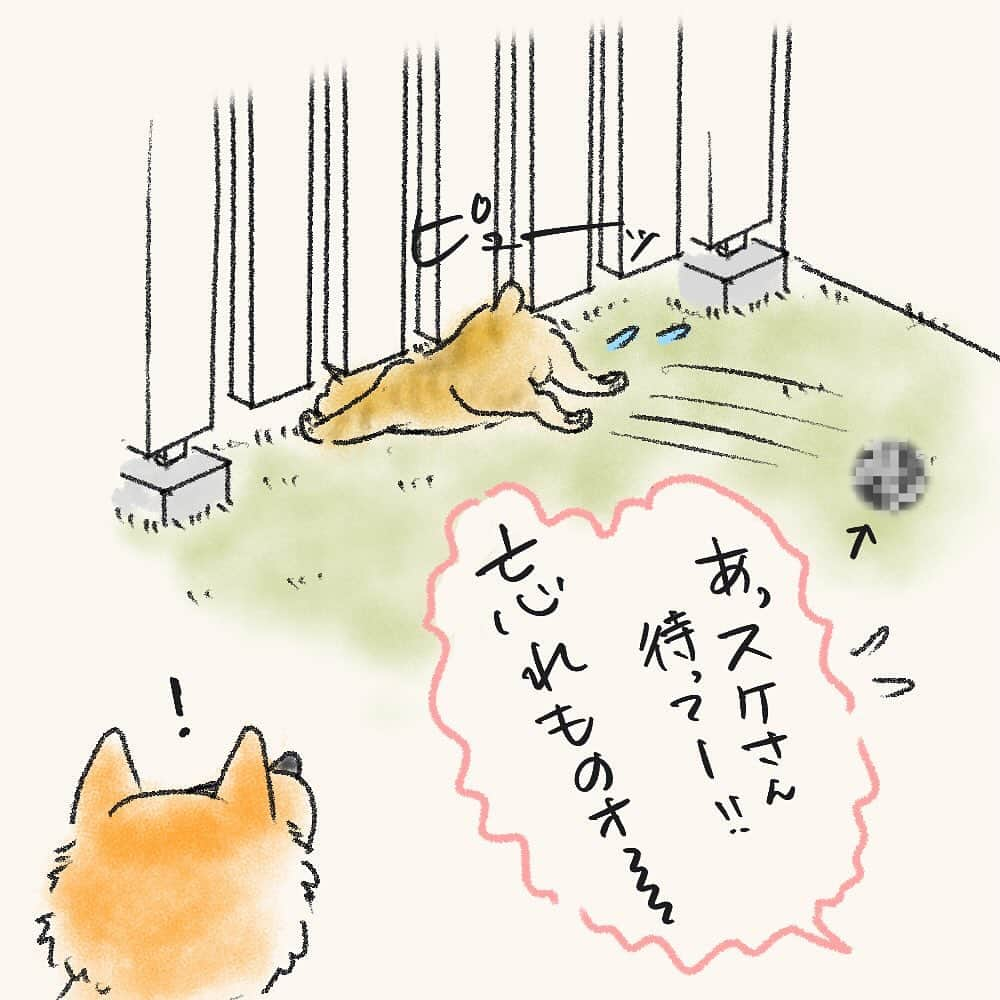 tomekkoさんのインスタグラム写真 - (tomekkoInstagram)「【立つ猫あとを…】  休日のお昼時にごめんなさいな話してもいい？  わんこの話…というか厳密にはねこさんの話なんですが。  ご近所さんが飼っている外飼いの貫禄ある猫さん（多分きょうだい）  飼い主さんのガレージで毎日帰りを待ち、夕方になると飼い主さんの後ろをついてお散歩（？）をしている姿があまりに黄門さまご一行様なので、スケさんカクさんということにしましょう（仮名）  うちが建つ前からこの敷地はスケさんのパトロールエリアで狩場だったようで、よくうちの庭で狩りをしているところに遭遇します。。。  今まで見たことあるのは、トカゲ狩り。  警戒心の強いスケさんに慣れてもらいたくてこまめに挨拶したりするんですが、まぁ会うときは大体わんこ連れてるのでなかなか心を開いてもらえません（そりゃそうか）  見つかるとそそくさと逃げていくのはいいんだけどー！  なんでせっかくの獲物を持っていかんのじゃ！  で、、、  四男、血の臭い？に大興奮。  トカゲのご遺体を食べるわけではなく、彼は彼で狩ごっこみたいに咥えたり投げたりして遊ぶの…やめて…😭  スケさん、現場に遭遇していなくても毎回獲物の大半は置いていかれるのですが、それをいち早く見つけてハァハァ大興奮する四男が咥える前に敷地の外にご遺体（）を蹴り出すミッションが忍びないわ気持ち悪いわで。(素手で触れないからね)  よく猫さんは狩った獲物を飼い主さんに見せに持ってくるという話を聞くけど、スケさんはお持ち帰り禁止されてるのかしら？ テイクアウトノーセンキューなの？まぁ私が飼い主でもそう言うと思うけど・・・  と思ったら、長男によるとトカゲはしっぽがご馳走なのだとか。（ほんと？）  トカゲの尻尾切りと言うけれど、せっかく尻尾切り離せるのに結局生き残れなかったトカゲさんもお気の毒だなー。  #外飼い猫  #猫の狩り  #柴犬 #まめしば」12月3日 13時49分 - tomekomet