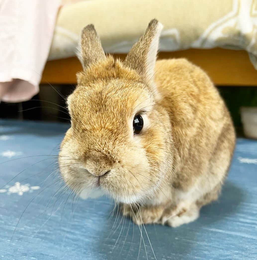モキュさんのインスタグラム写真 - (モキュInstagram)「🐰今朝の投稿に関しまして  今朝の投稿したものですが DMの送り主さまに 私の方から投稿するとお伝えせず 投稿したため  不快な思いをさせてしまいました。  問題のない投稿であったと思っておりましたが 一言声をかけるべきであったと 私も反省しております。  皆様にも沢山の素敵なコメントをいただきましたが 削除してしまい申し訳ありません。  ここで皆さまにお伝えしたいのは このアカウントのプロフィール  2枚目の画像ですが ここに【DMに関しまして】と 私からのお願いを、以前から記載しております。  なかなかプロフィールを見る事も ないのかもしれませんが 今一度ご理解をよろしくお願いします。  プロフィールはお家でいう 玄関だと思ってくださいね🚪  あと、突然こんな事を言って 変なやつだと思われると思いますがw  私は、基本友達は ほとんどいません。  元々たくさん欲しいとも思っていません。  友達のつもりでDMを送って来ていただいても 私が友達と思っているかは別の話です。  そこは、私がコミュ障なので 友達というものの概念が 人と違うという自覚もあるのですが  人と簡単に友達にはなれない人間です。  そこもご理解ください😊  おちまい！」12月3日 13時57分 - moqsama