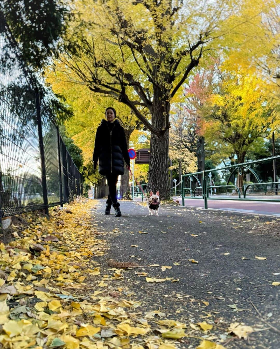 川原亜矢子さんのインスタグラム写真 - (川原亜矢子Instagram)「冬の散歩道🧣 #tokyo #winter #frenchbulldog #ショーウィンドウ  #フレンチブルドッグ #フレブル #養生茶」12月3日 14時02分 - ayakokawahara