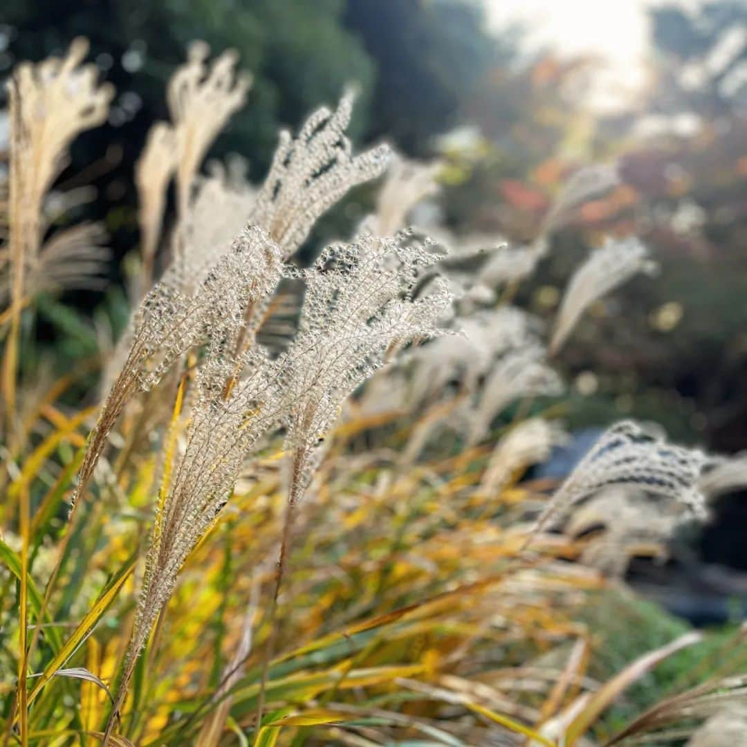 東京都庭園美術館さんのインスタグラム写真 - (東京都庭園美術館Instagram)「＼🍂秋の見どころをお届け🍵／#庭園の四季シリーズ 当館の日本庭園は、隠れた #紅葉スポット です。茶室や池の周りを散策していると、都心にいることを思わず忘れてしまうほど。風に吹かれるススキも秋を感じさせてくれます  一足先に咲いたツバキもぜひ探してみてください🍀  #東京都庭園美術館 #旧朝香宮邸 #庭園 #茶室 #東京 #紅葉 #お散歩#tokyometropolitanteienartmuseum #teienartmuseum #garden #tokyo #tokyomuseums #Teien40th」12月3日 14時04分 - teienartmuseum