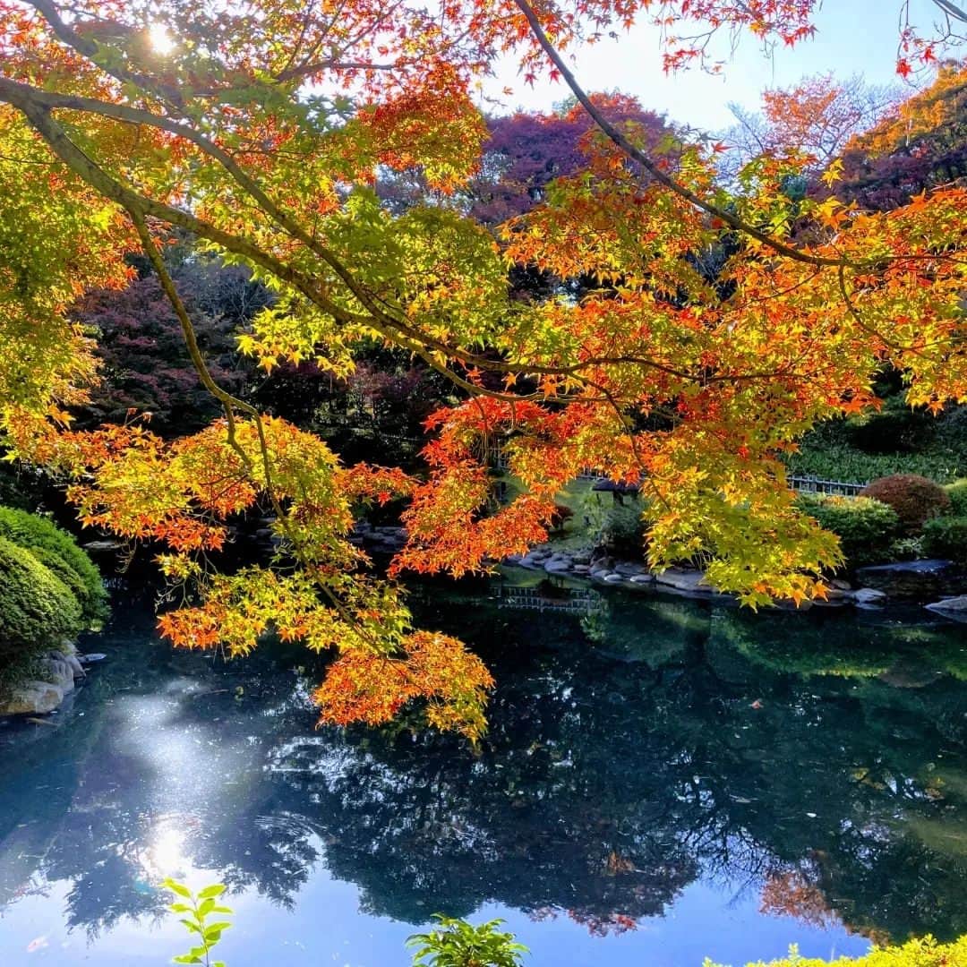 東京都庭園美術館さんのインスタグラム写真 - (東京都庭園美術館Instagram)「＼🍂秋の見どころをお届け🍵／#庭園の四季シリーズ 当館の日本庭園は、隠れた #紅葉スポット です。茶室や池の周りを散策していると、都心にいることを思わず忘れてしまうほど。風に吹かれるススキも秋を感じさせてくれます  一足先に咲いたツバキもぜひ探してみてください🍀  #東京都庭園美術館 #旧朝香宮邸 #庭園 #茶室 #東京 #紅葉 #お散歩#tokyometropolitanteienartmuseum #teienartmuseum #garden #tokyo #tokyomuseums #Teien40th」12月3日 14時04分 - teienartmuseum