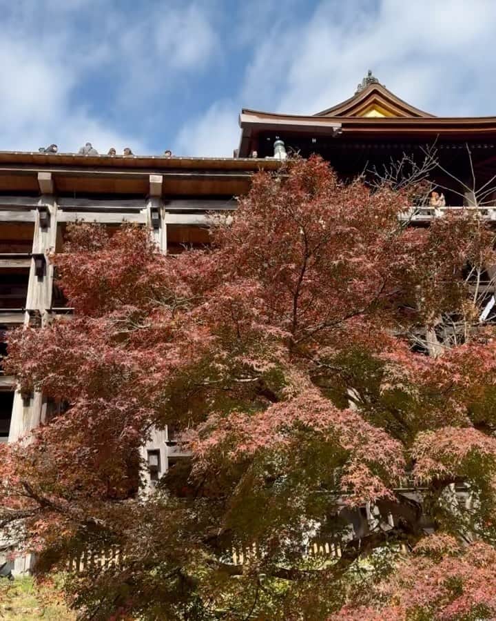 北斗晶のインスタグラム：「京都の清水寺。  #京都 #清水寺  #紅葉スポット」