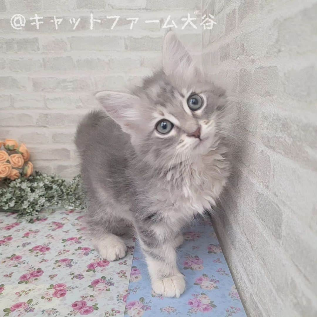 マンチカン(munchkin)キャットファーム大谷のインスタグラム：「Mさまご契約にゃんこちゃん🐱❤️  ❁*·⑅❁*·⑅❁*·⑅❁*·⑅❁*·⑅❁*·  お店は、月・木曜日が定休日です。 現在、完全予約制になっておりますので ご来店される際はお店へお電話かメールにてご連絡くださいませ🙇‍♀️  お待ちしております🎵  ❁*·⑅❁*·⑅❁*·⑅❁*·⑅❁*·⑅❁*·  #キャットファーム大谷 #まんちかん #マンチカン #ネコ #こねこ #にゃんこ #猫ちゃん #ねこ部 #ニャンスタグラム #猫 #ねこ #子猫 #モフモフ #モフモフねこ #ミヌエット #短足 #ねこすたぐらむ #愛猫 #かわいい #ふわもこ部 #猫のいる暮らし #マンチカンブリーダー #ミヌエットブリーダー」