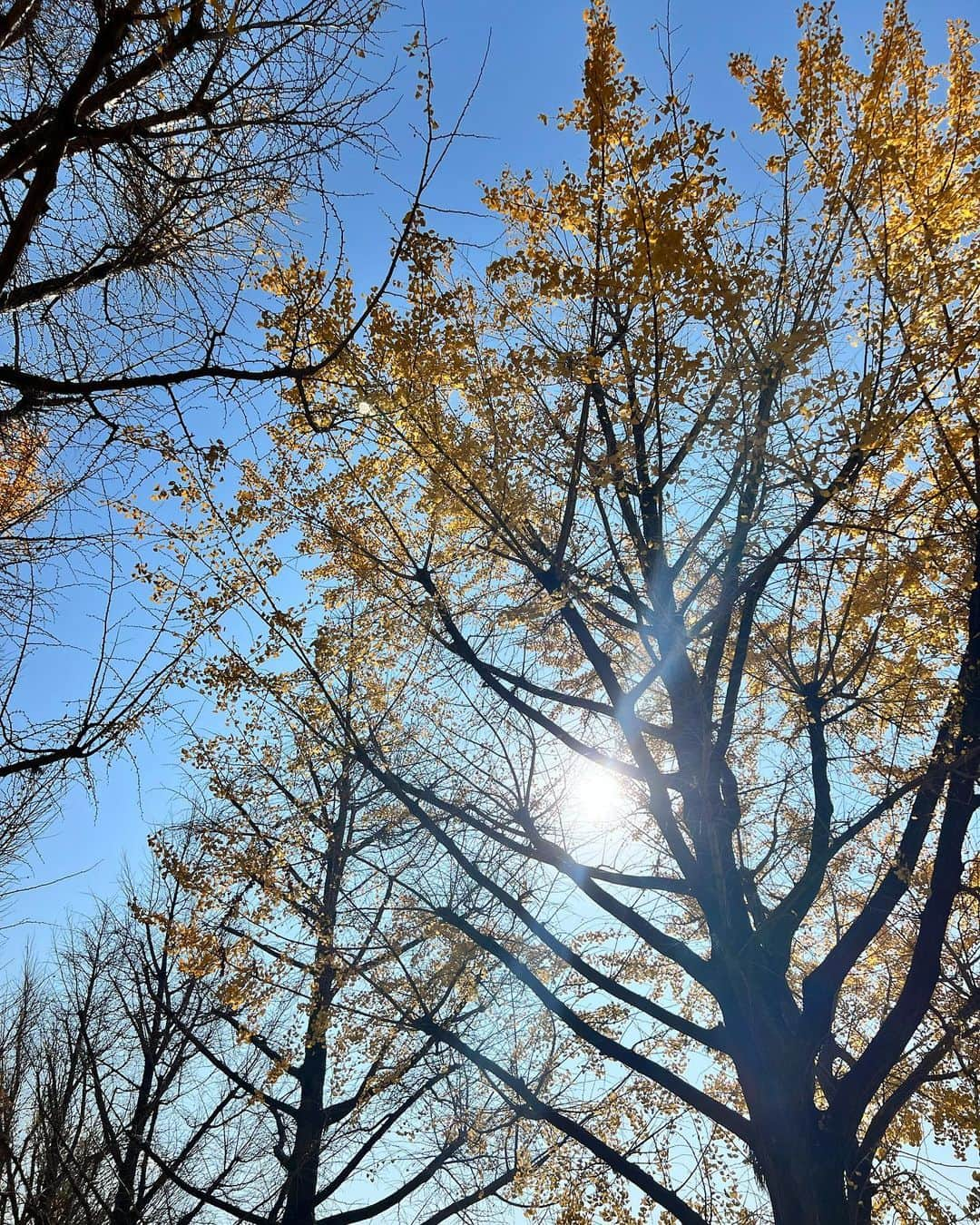 草野春香さんのインスタグラム写真 - (草野春香Instagram)「.  毎週のように紅葉見に行ってる💛🍁 ちなみにまた今週は熊本へ⛰🕊✨  〜𝟤𝟢𝟤𝟥 𝖲𝖧𝖤𝖨𝖭 𝖣𝖾𝖼 𝖸𝖾𝖺𝗋 𝖤𝗇𝖽 𝖲𝖺𝗅𝖾 𝖥𝖺𝗌𝗁𝗂𝗈𝗇 𝖯𝗋𝗈𝗆𝗈𝗍𝗂𝗈𝗇〜 試すたび、好きが見つかる。届くたび、好きが増えてく。  @shein_japan / @sheinofficial  🏷クーポンコード:EBSJP232 🏷商品ID: 15545783 ¥5,999まで15%OFF ¥6,000以上20%OFF (12月末まで有効)  #PR #SHEIN #SHEINforAll #SHEIN #SHEIN冬の感謝祭 #SHEINGoodFinds #loveshein #saveinstyle #jacket  #SHEIN購入品 #melirich #メリーリッチ #ニット #熊本 #冬コーデ #イチョウ並木 #熊本県庁 #熊本観光 #熊本旅行」12月3日 14時56分 - _haruka030_